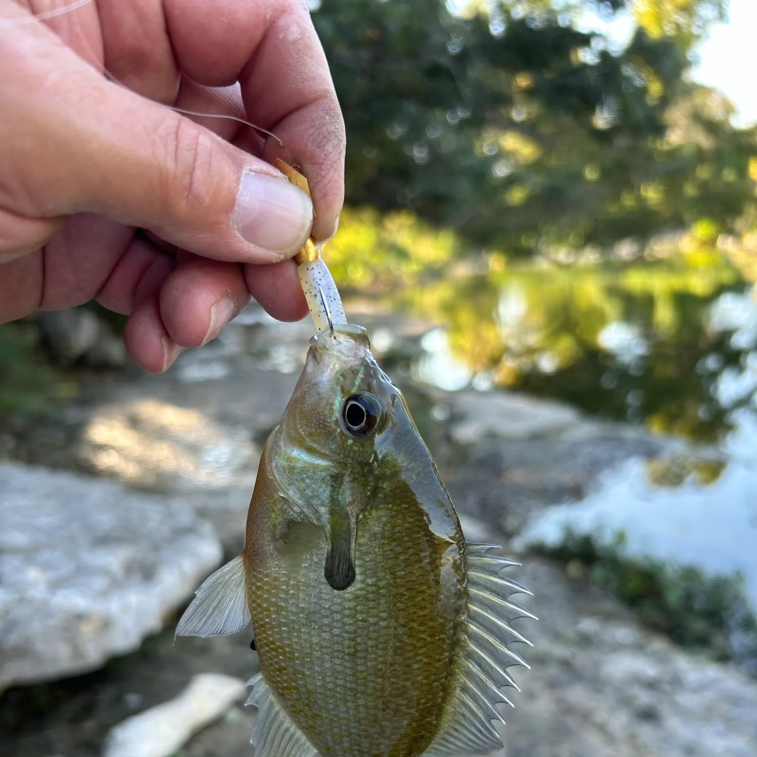 Redbreast sunfish caught on Fishbrain