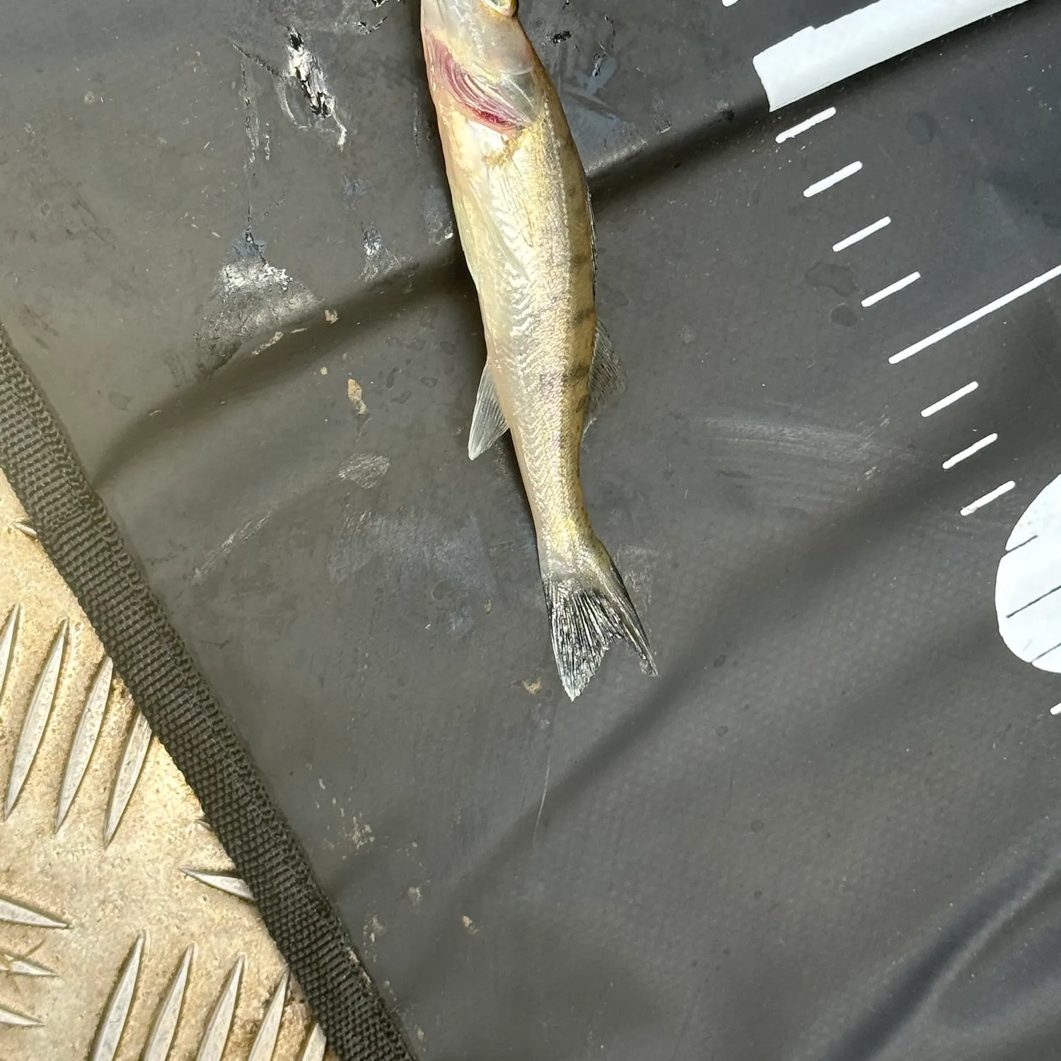 Zander caught on Fishbrain