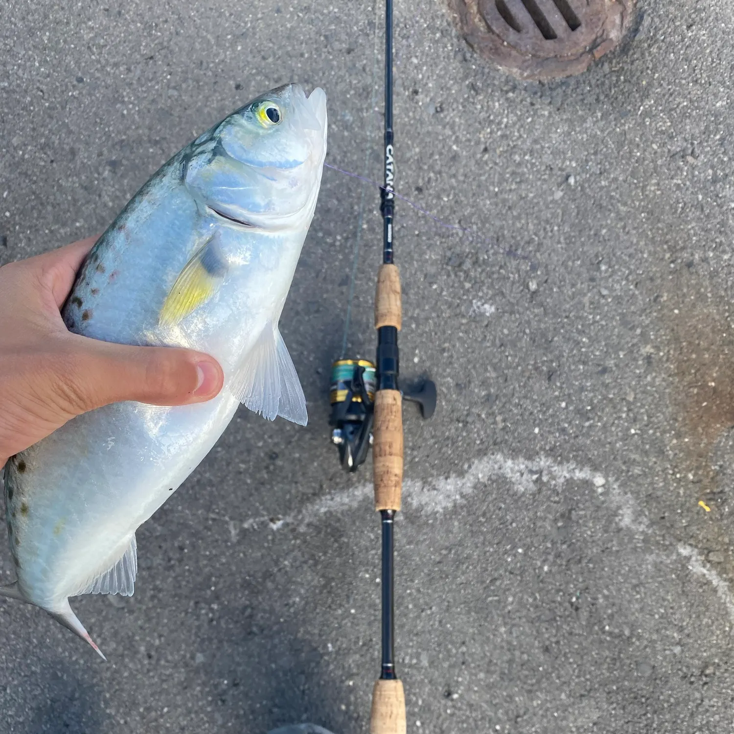 catch