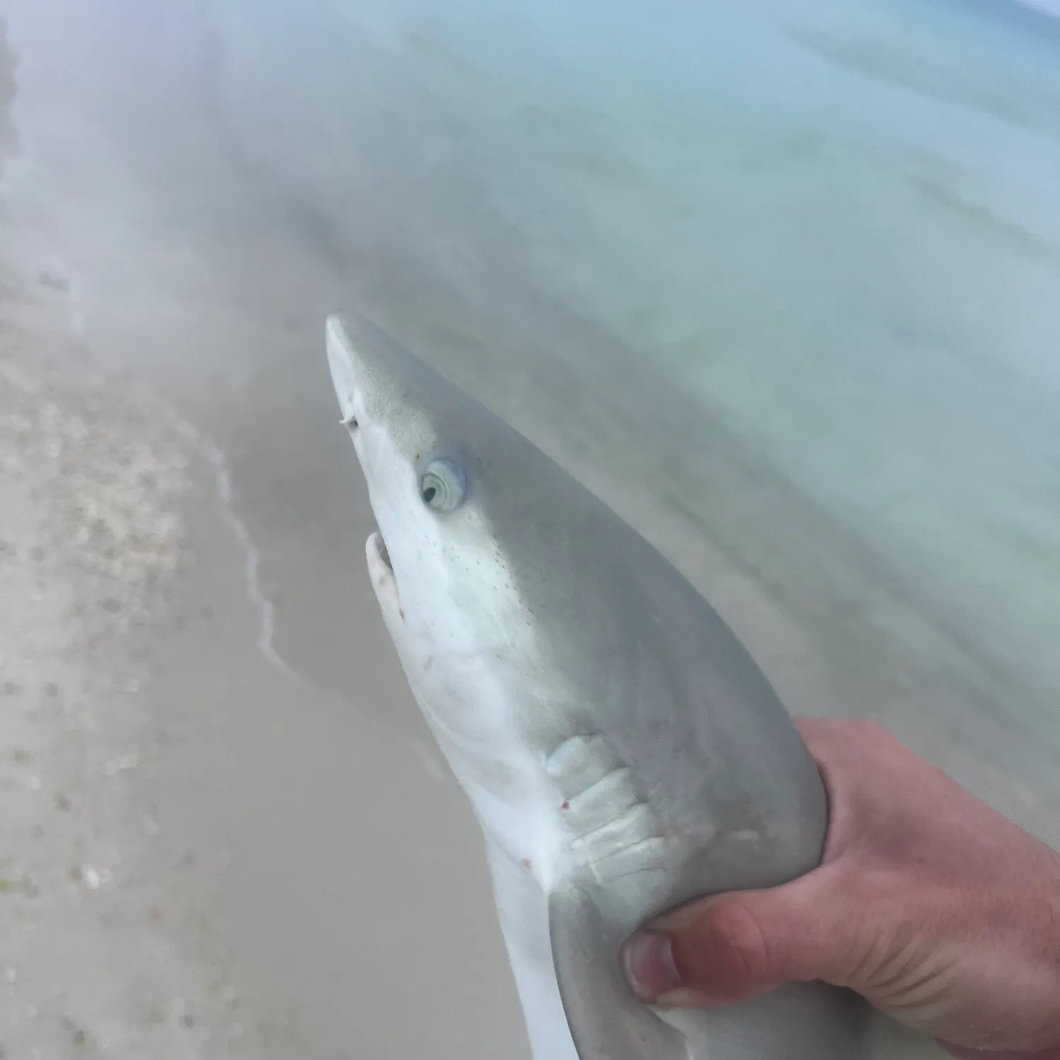 The most recent Grey reef shark catches on Fishbrain