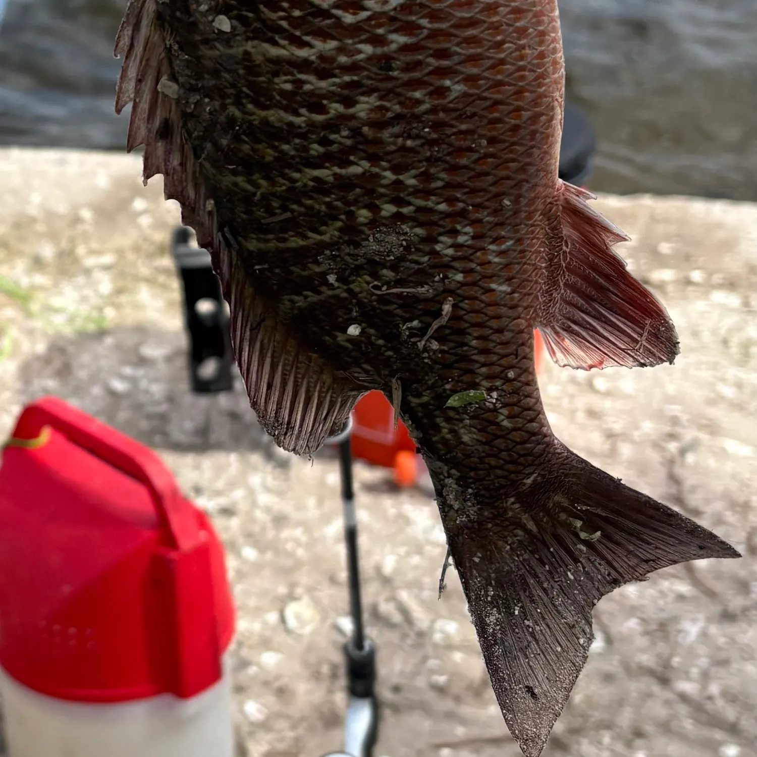 Mangrove snapper caught on Fishbrain