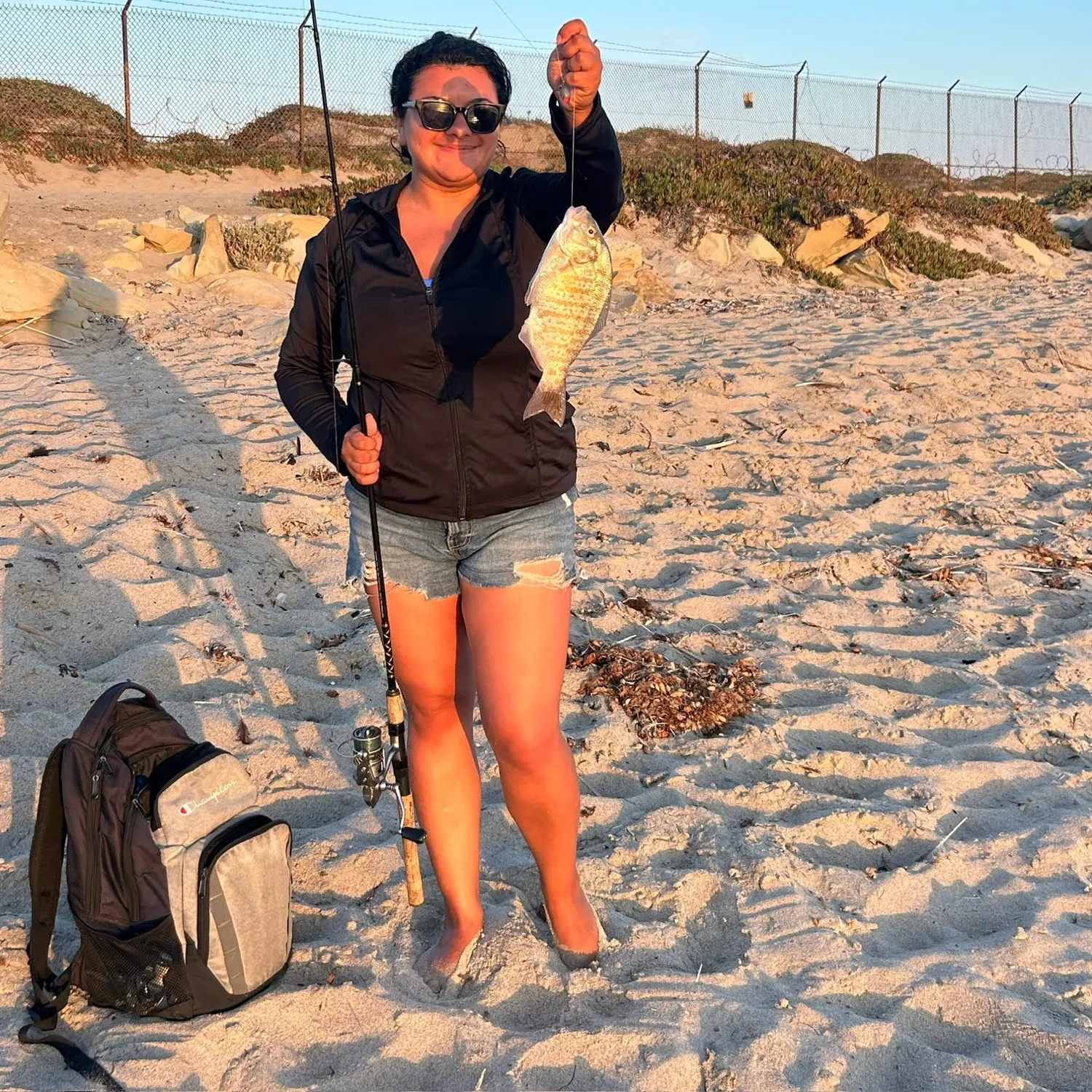 The most recent Barred surfperch catches on Fishbrain