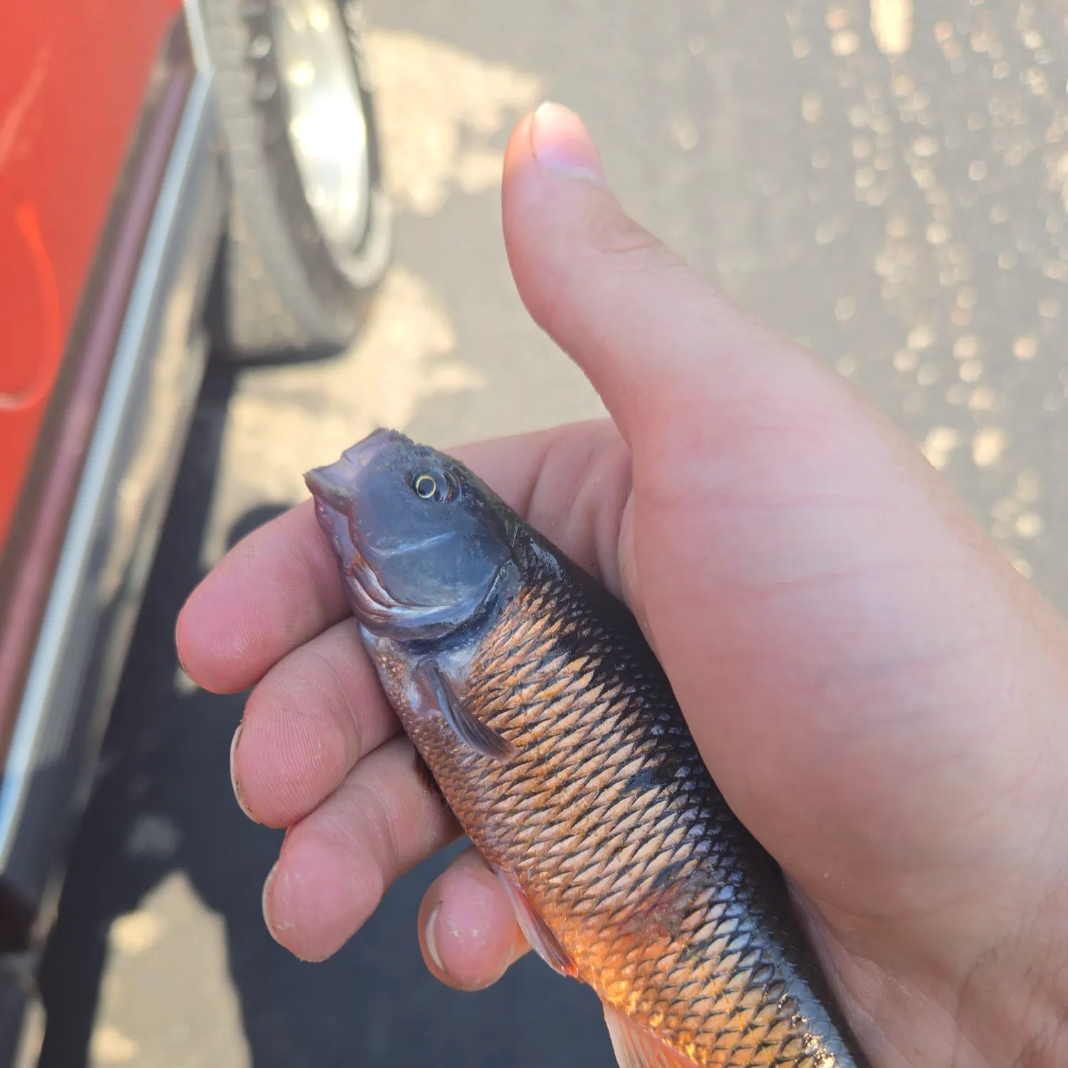 catch