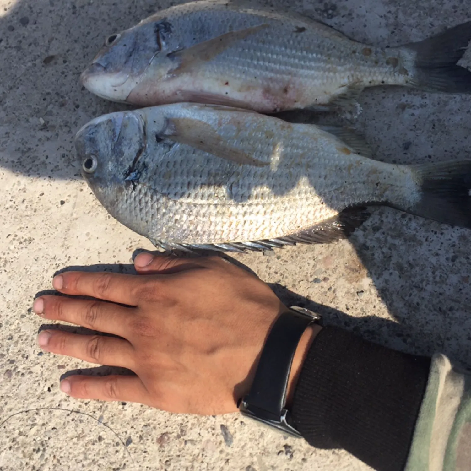 recently logged catches