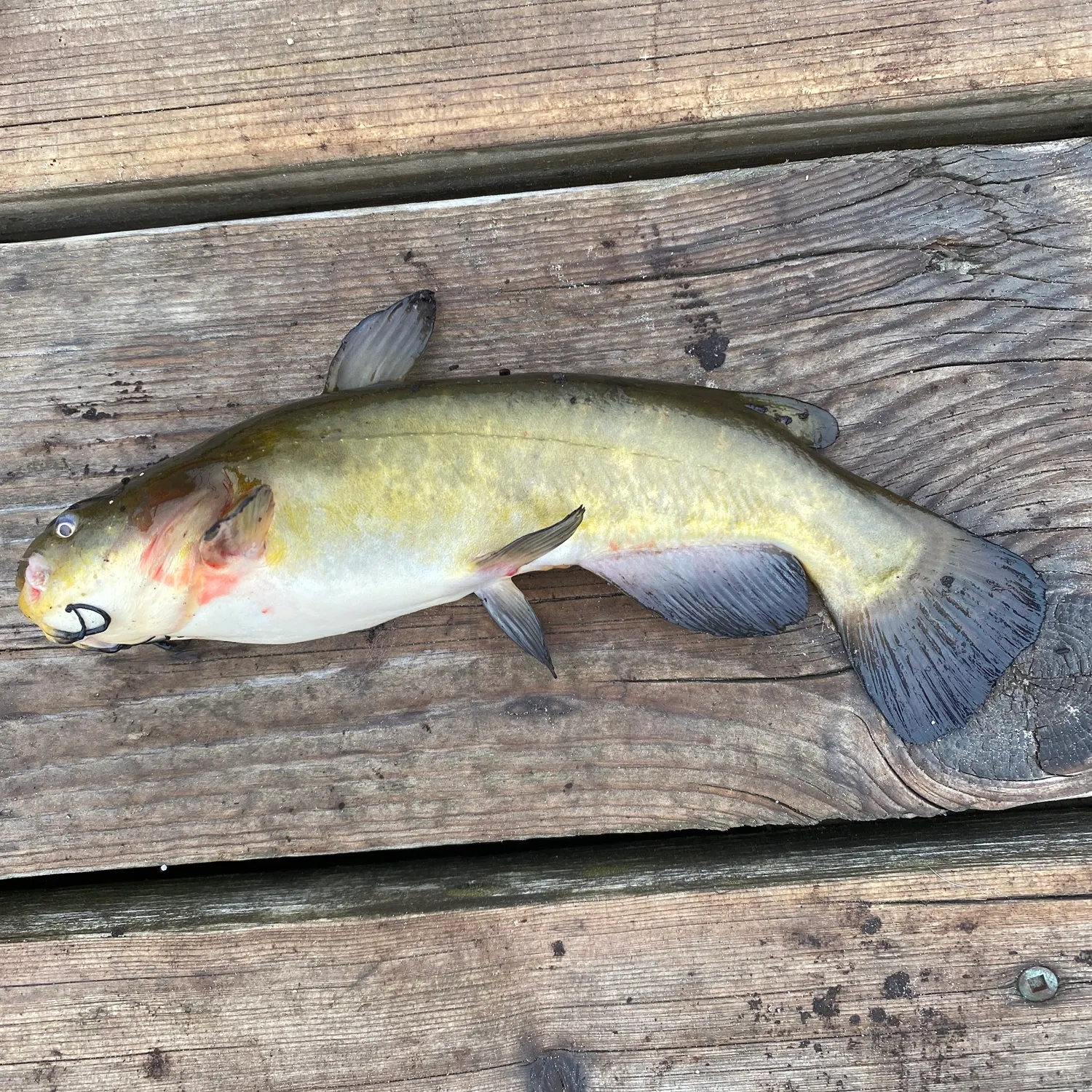 Black bullhead caught on Fishbrain