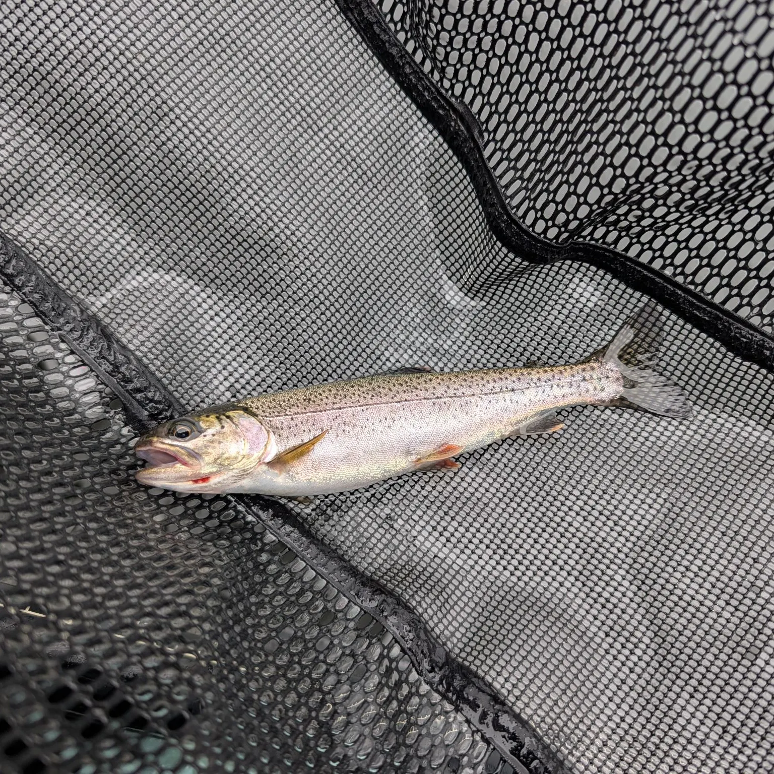 Coastal cutthroat trout caught on Fishbrain