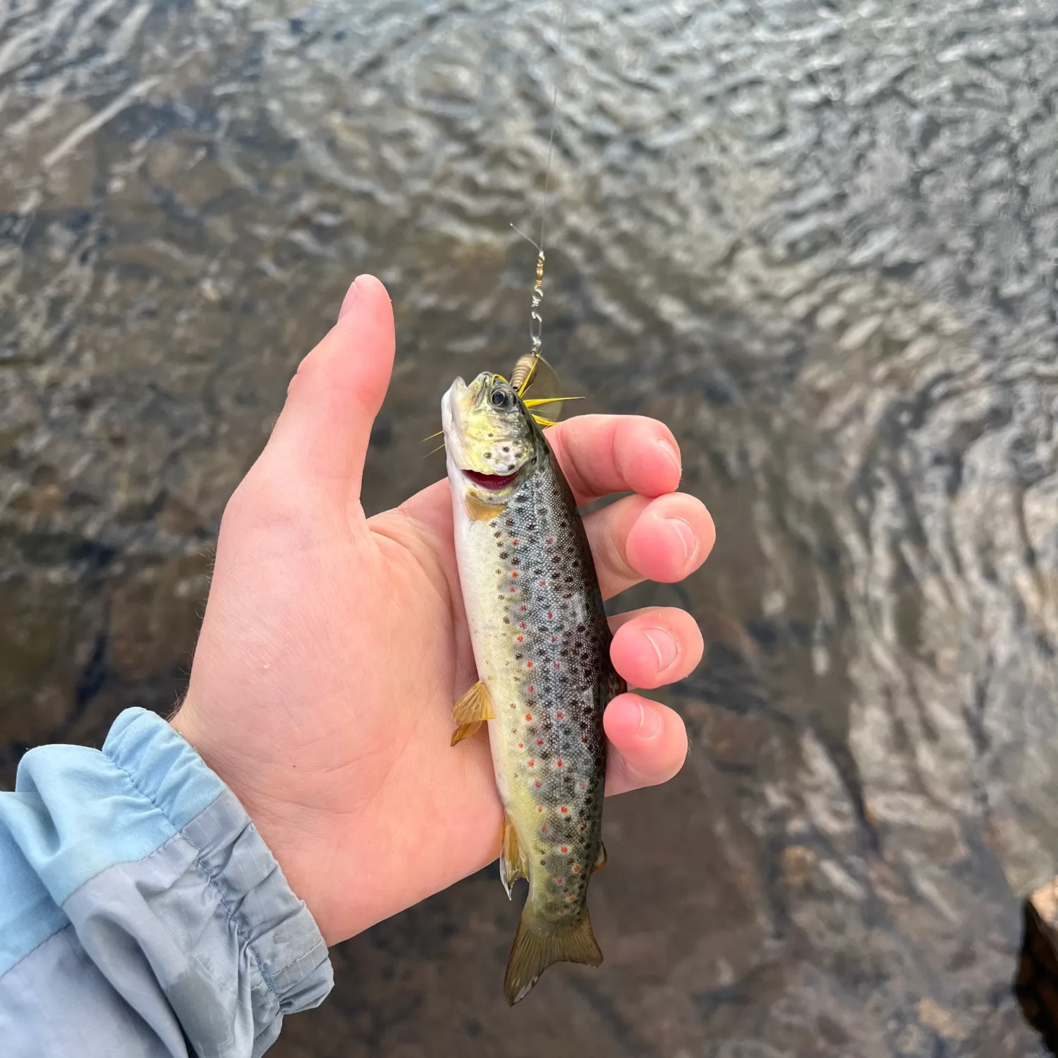 The most recent Lake trout catches on Fishbrain