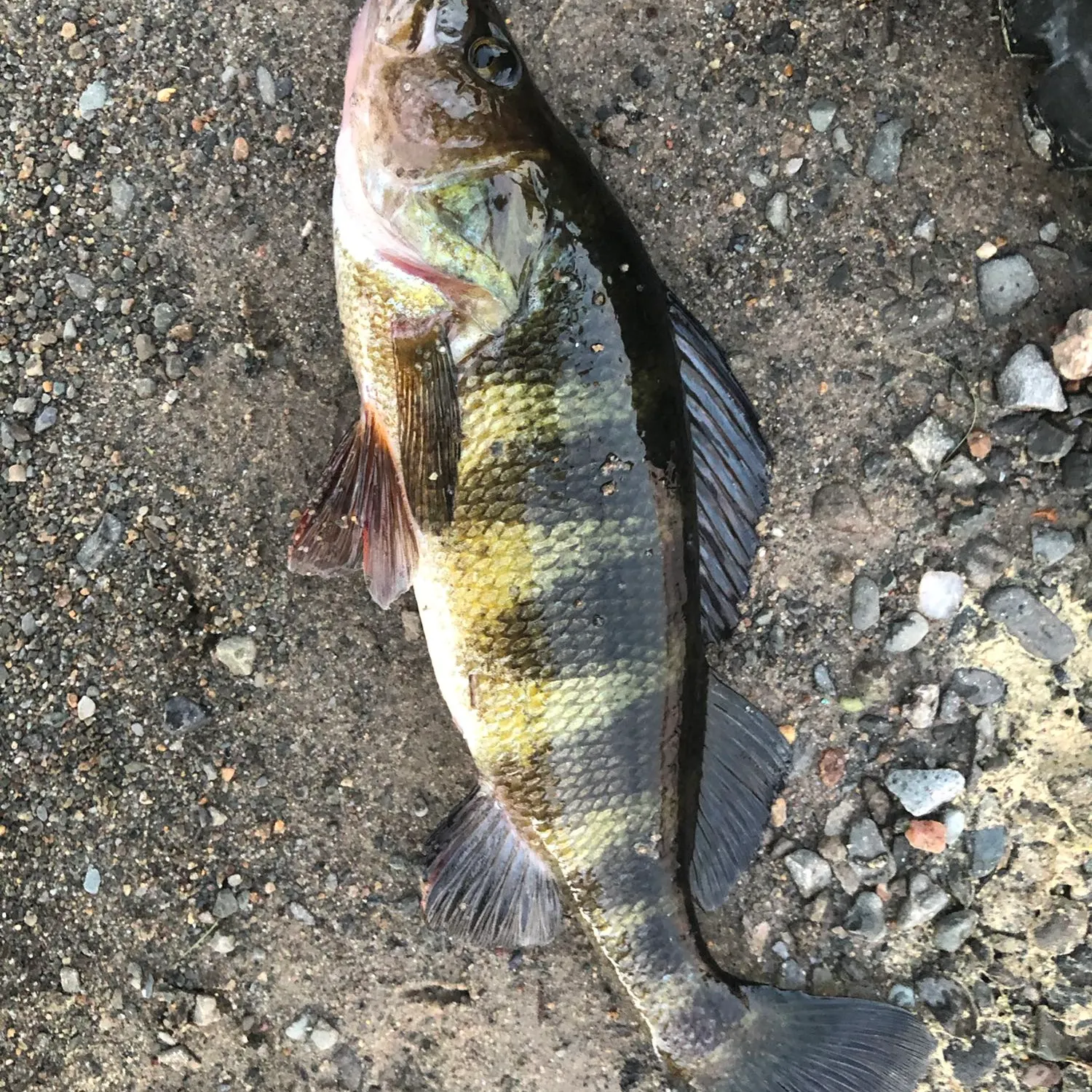 Yellow perch caught on Fishbrain