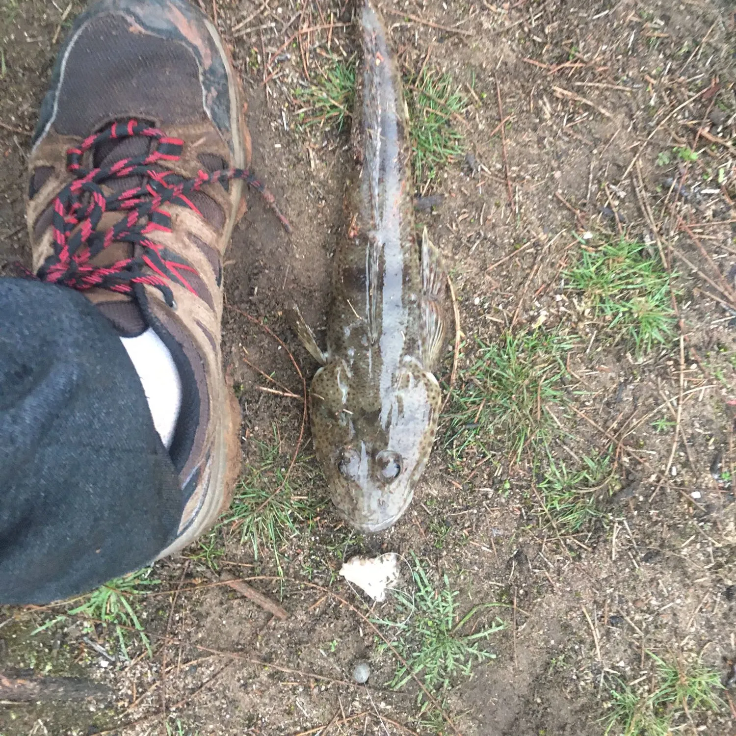 Dusky flathead caught on Fishbrain