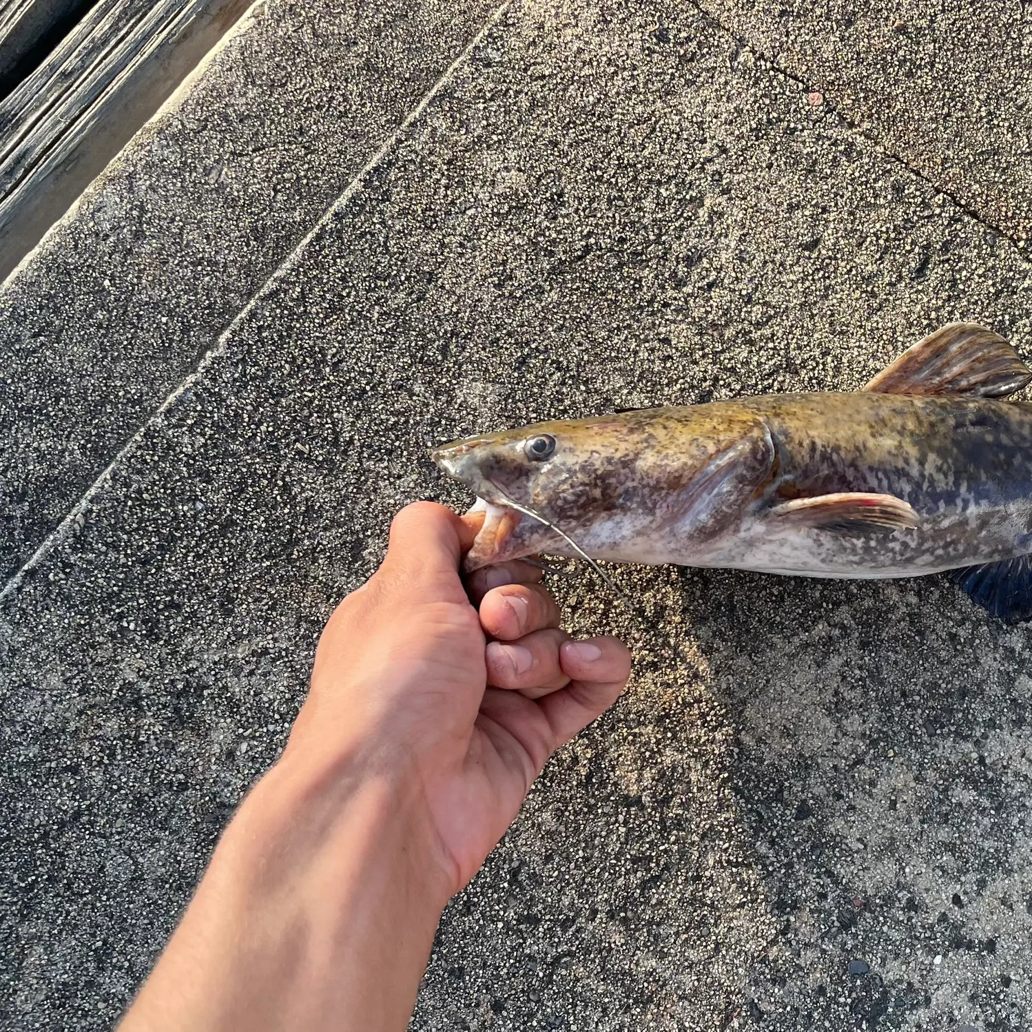 Flathead catfish caught on Fishbrain