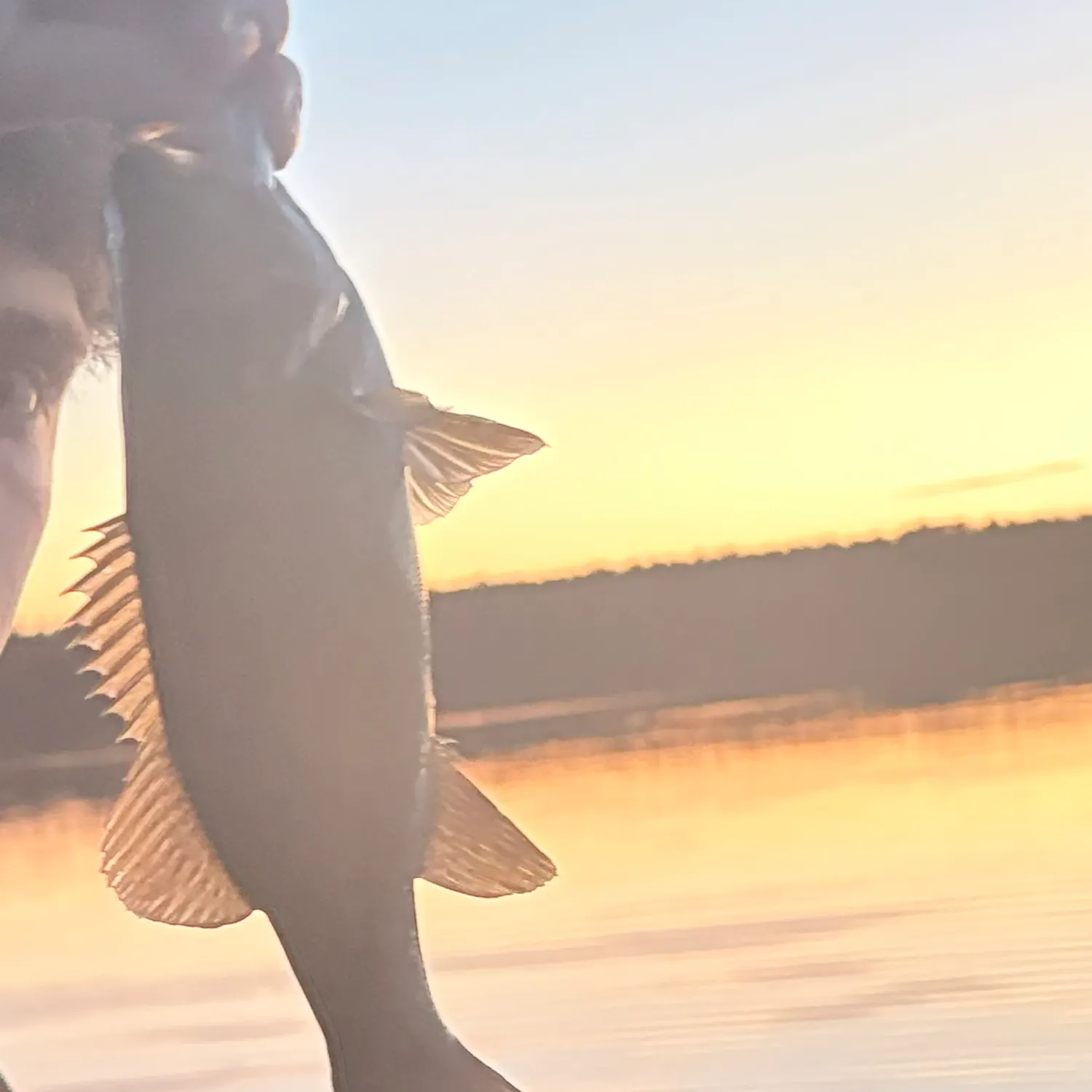 Smallmouth bass caught on Fishbrain