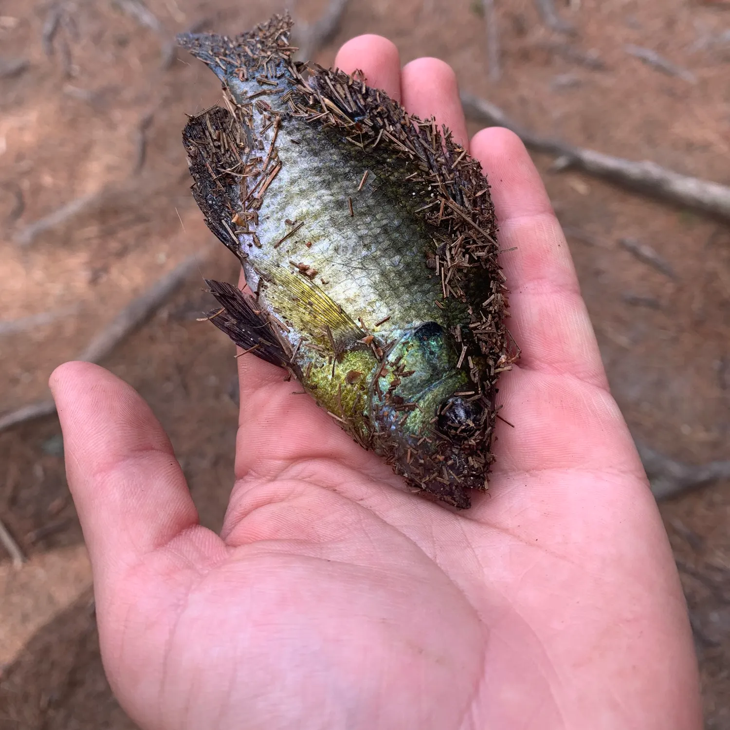 Bluegill caught on Fishbrain