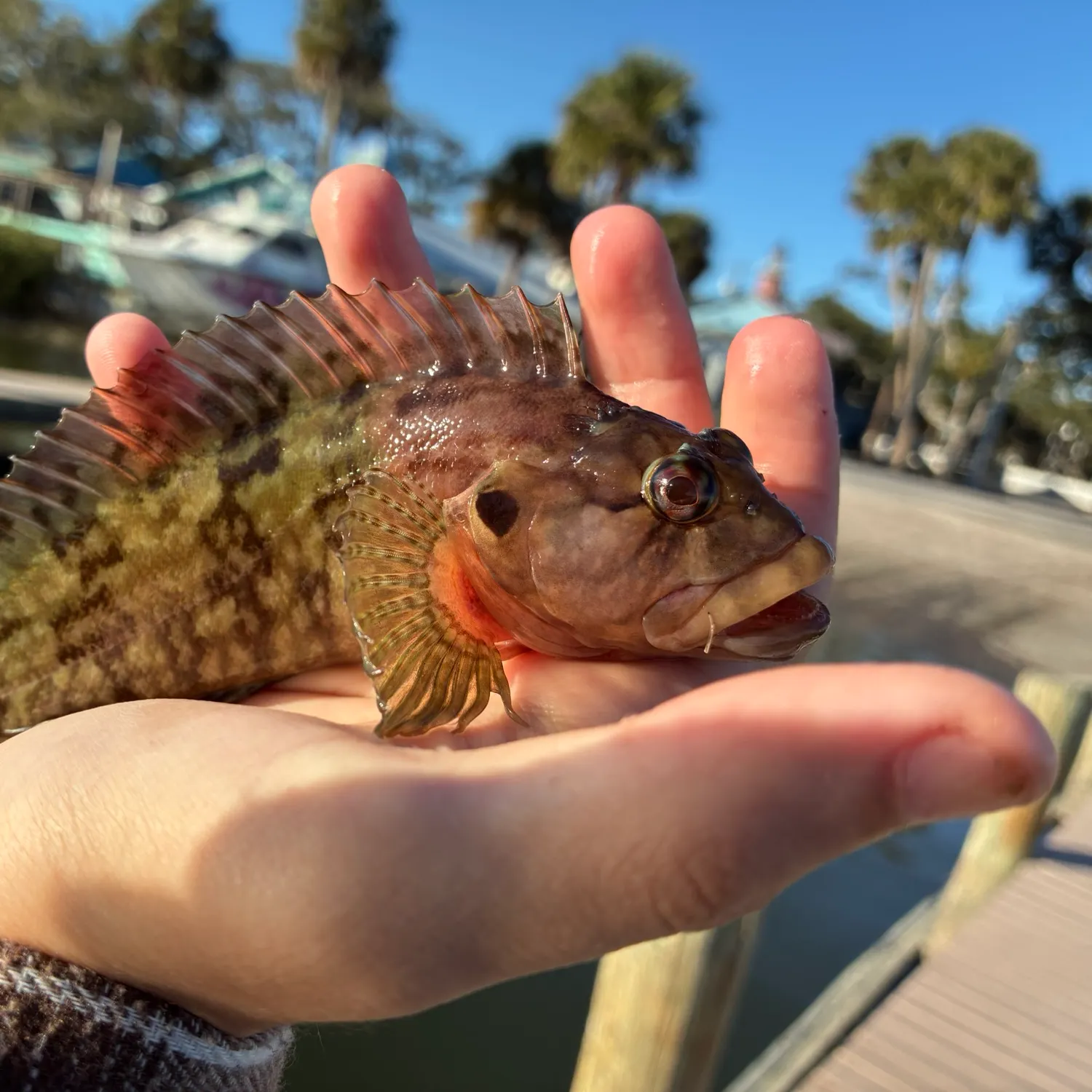 The most recent Masquerader hairy blenny catches on Fishbrain