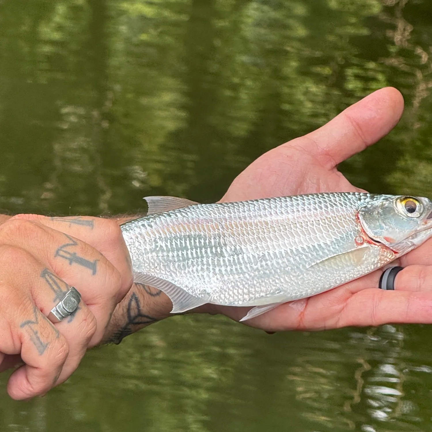 Mooneye caught on Fishbrain