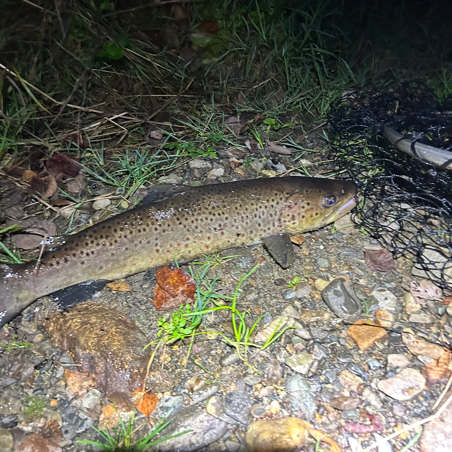 Brown trout caught on Fishbrain