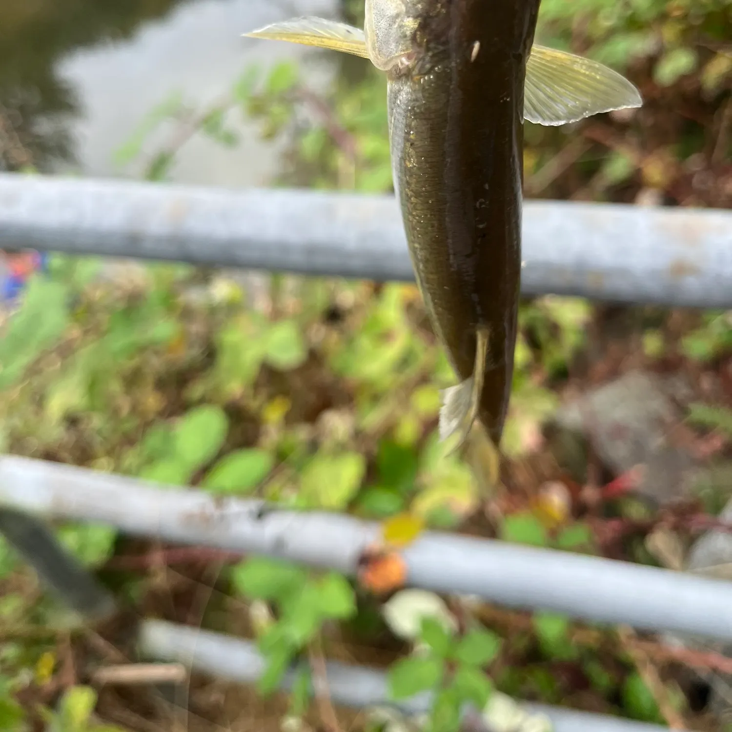 Northern pikeminnow caught on Fishbrain