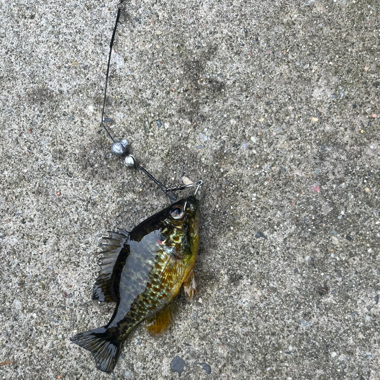 Pumpkinseed caught on Fishbrain