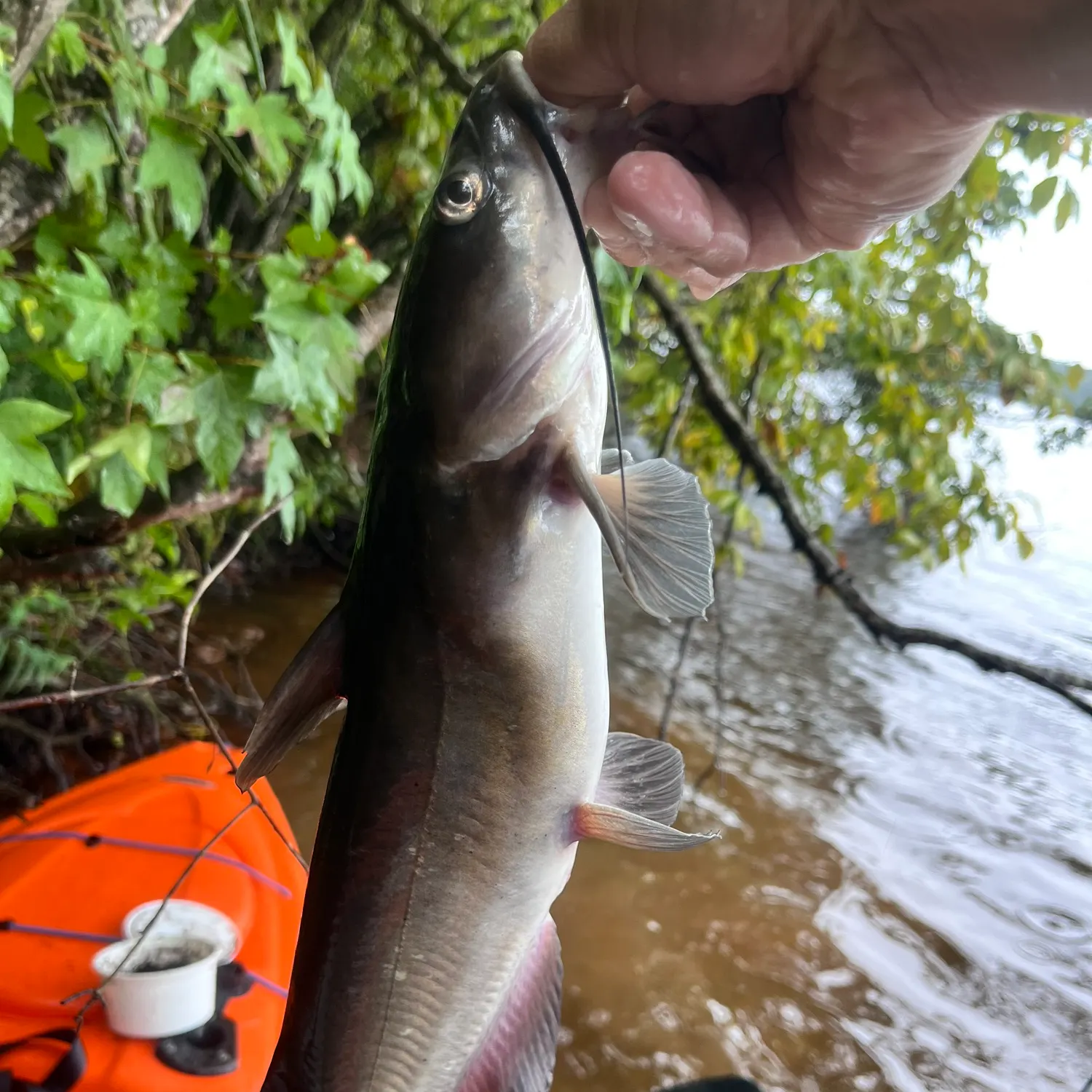 Channel catfish caught on Fishbrain