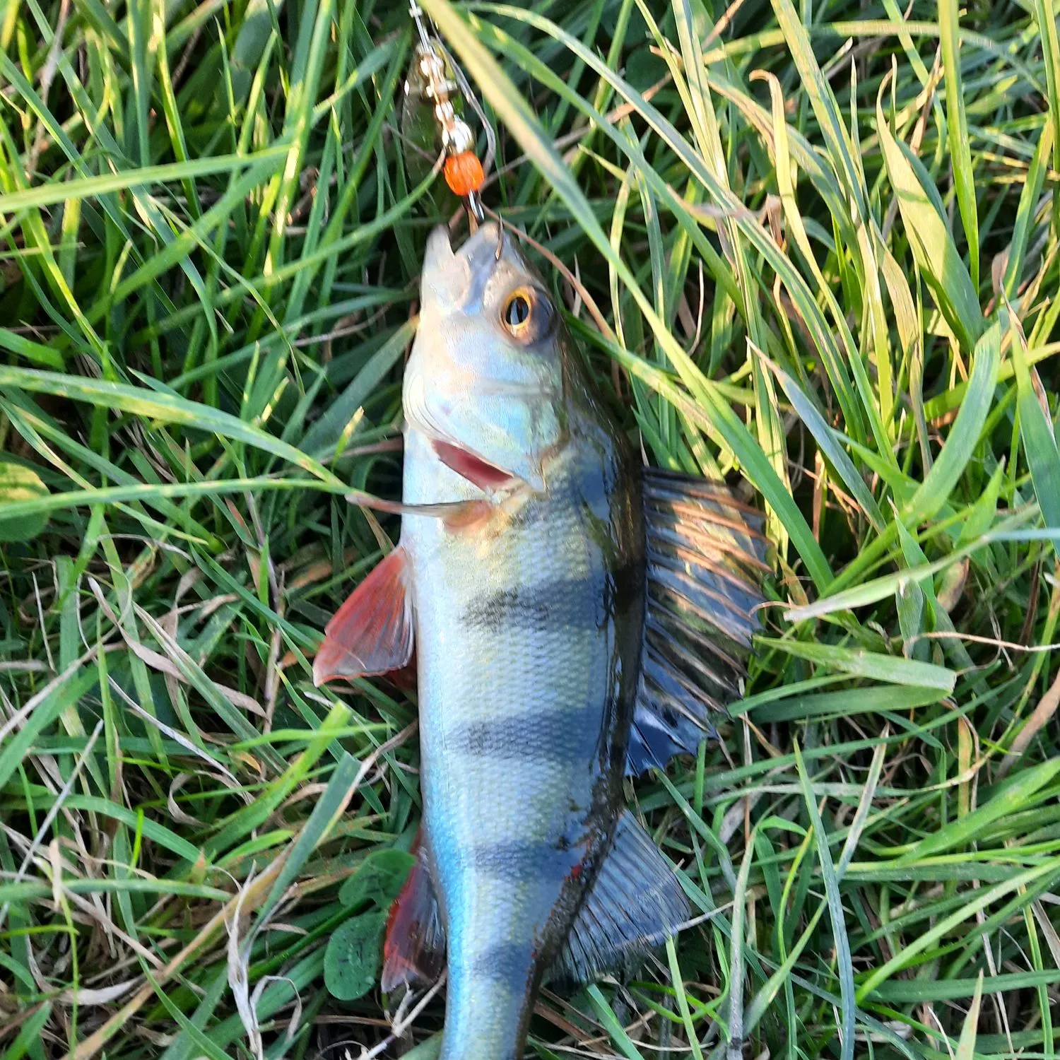 European perch caught on Fishbrain