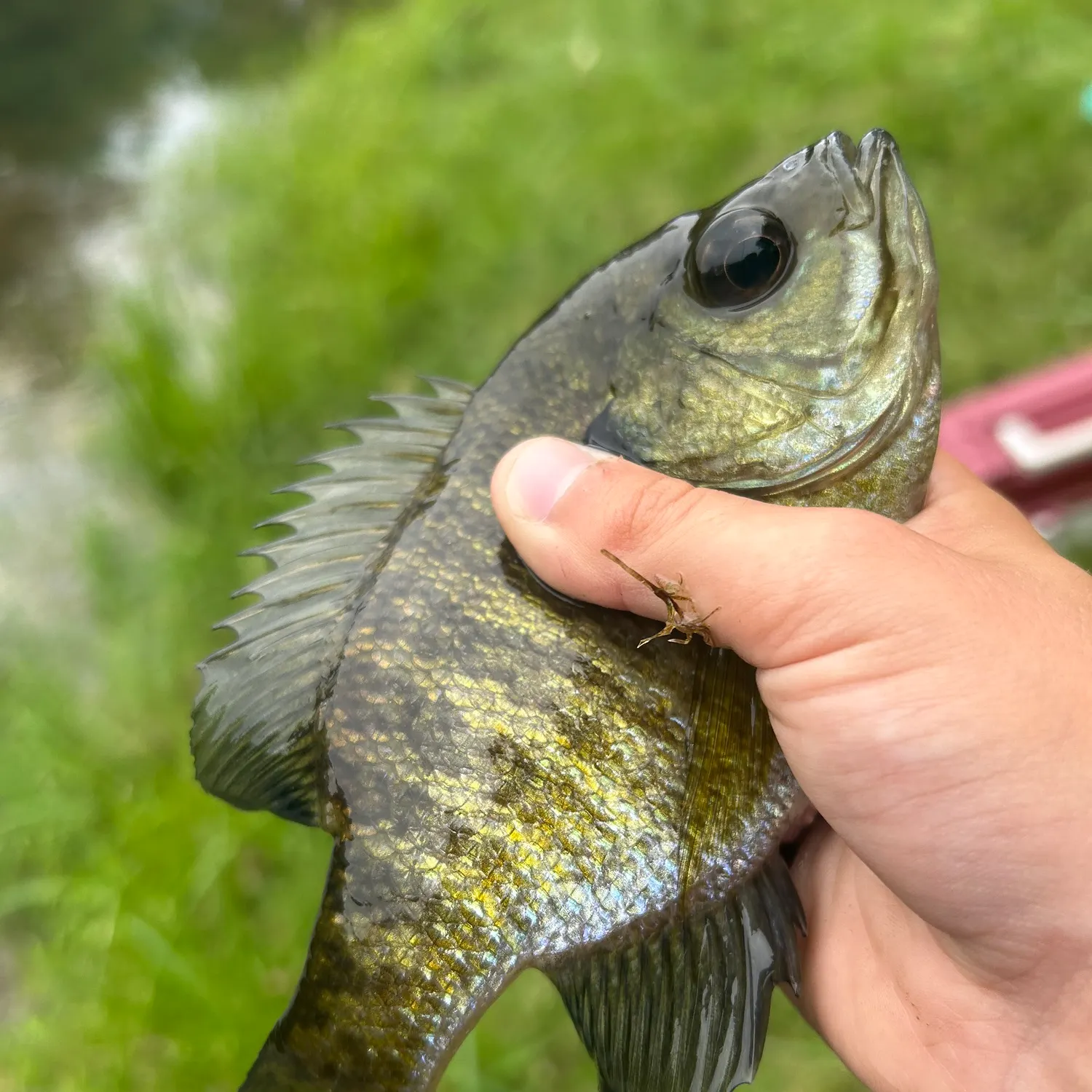 Bluegill caught on Fishbrain