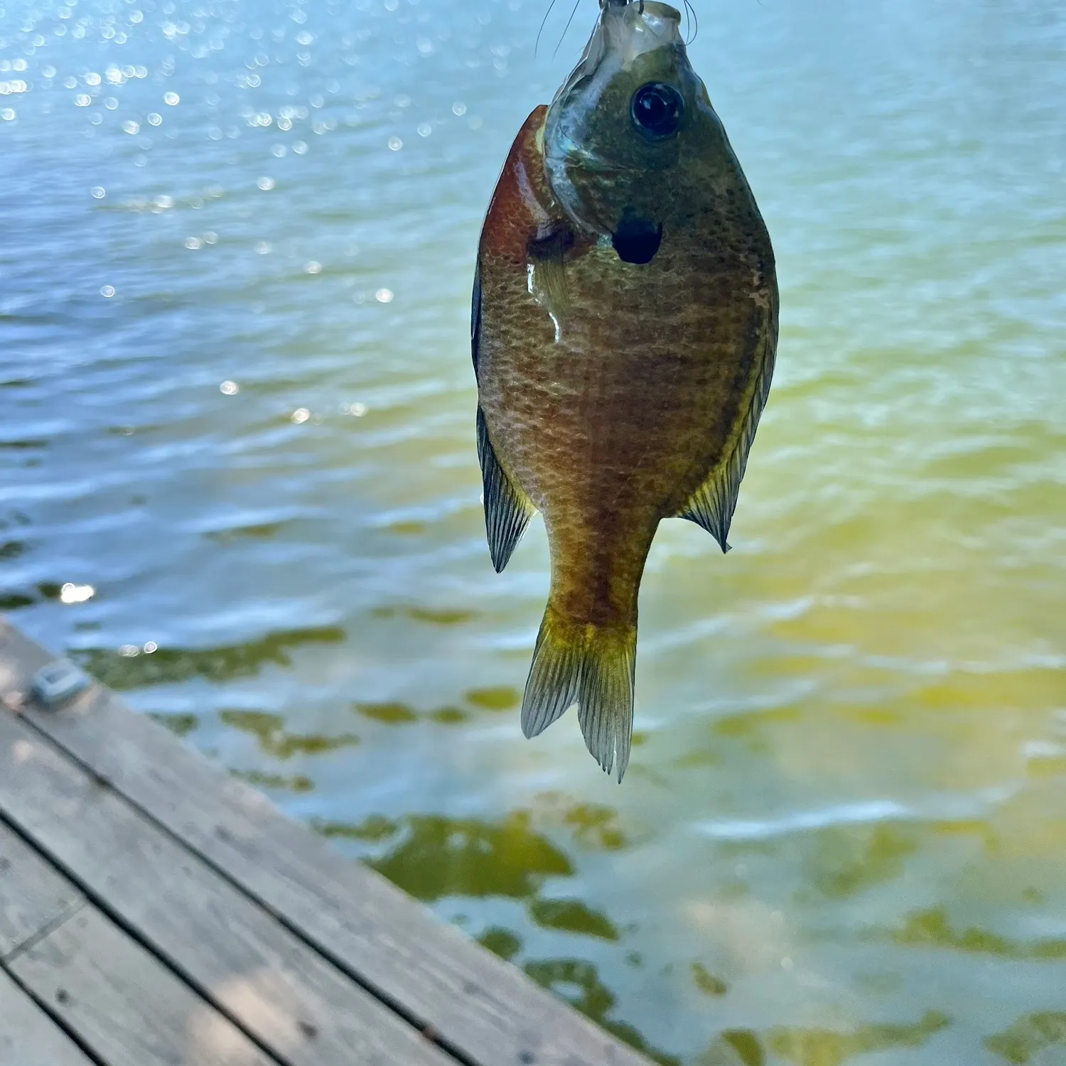 Bluegill caught on Fishbrain
