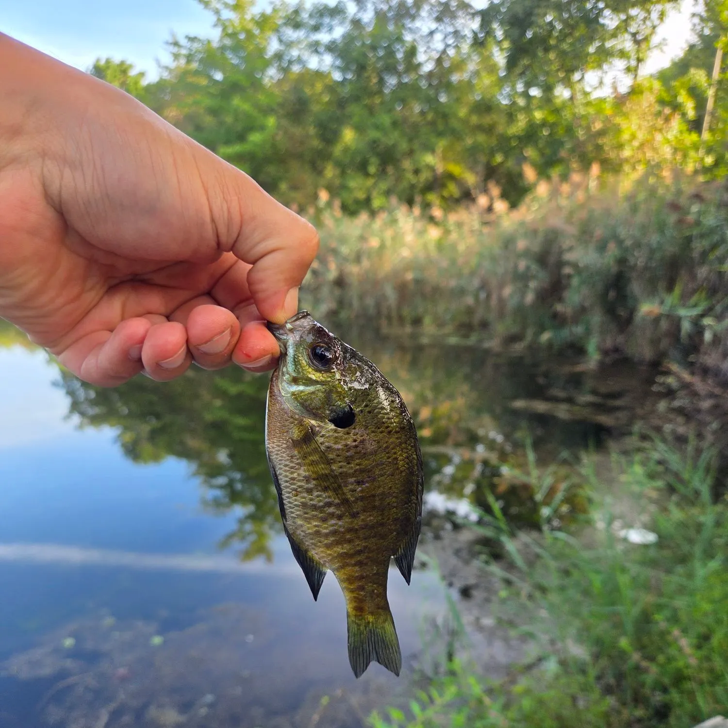 Bluegill caught on Fishbrain