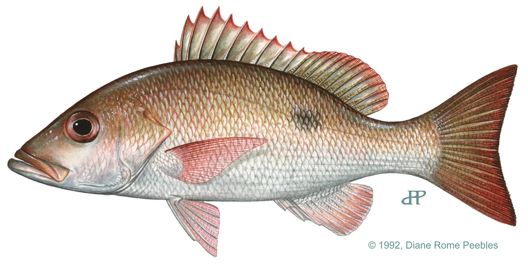 Mahogany snapper