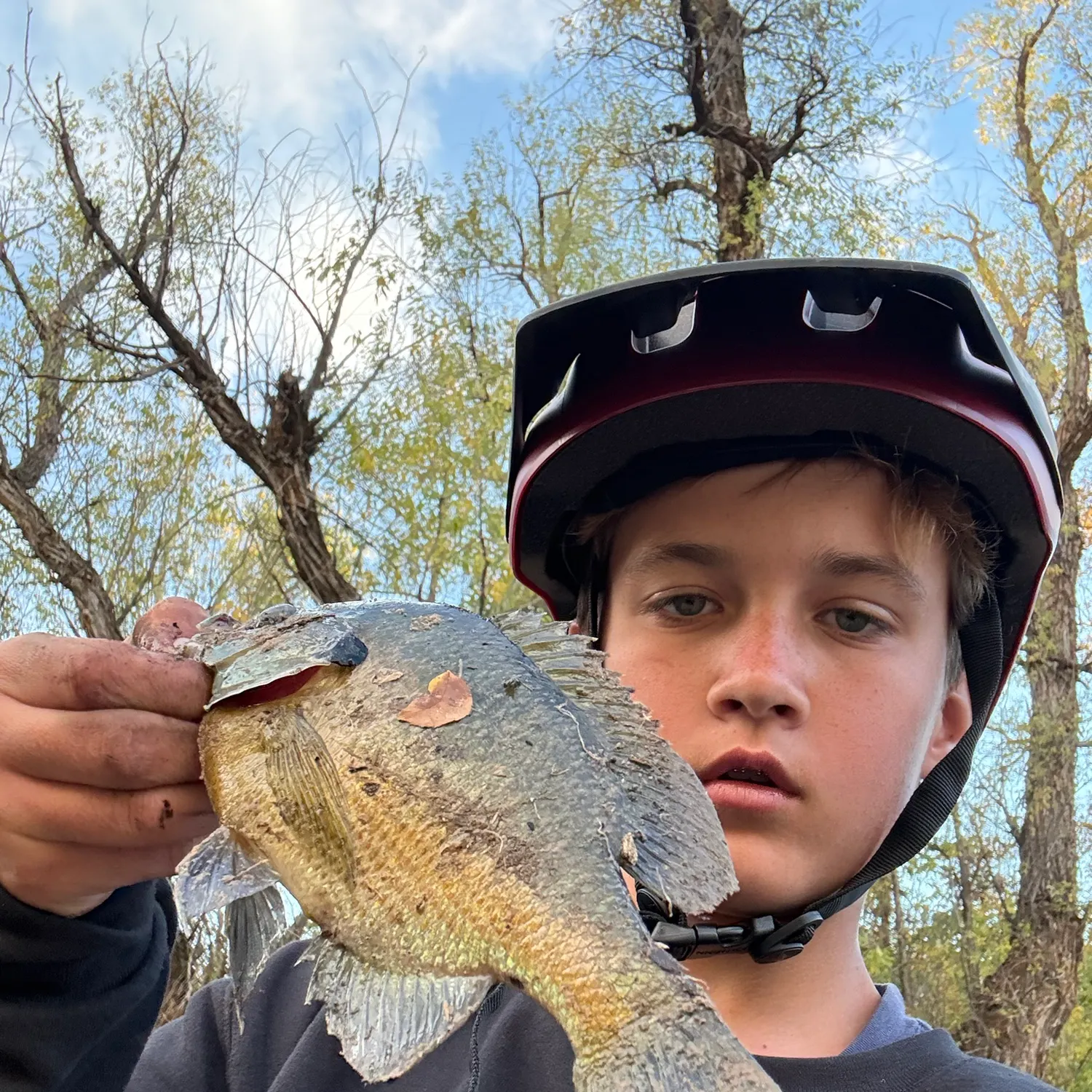 Bluegill caught on Fishbrain