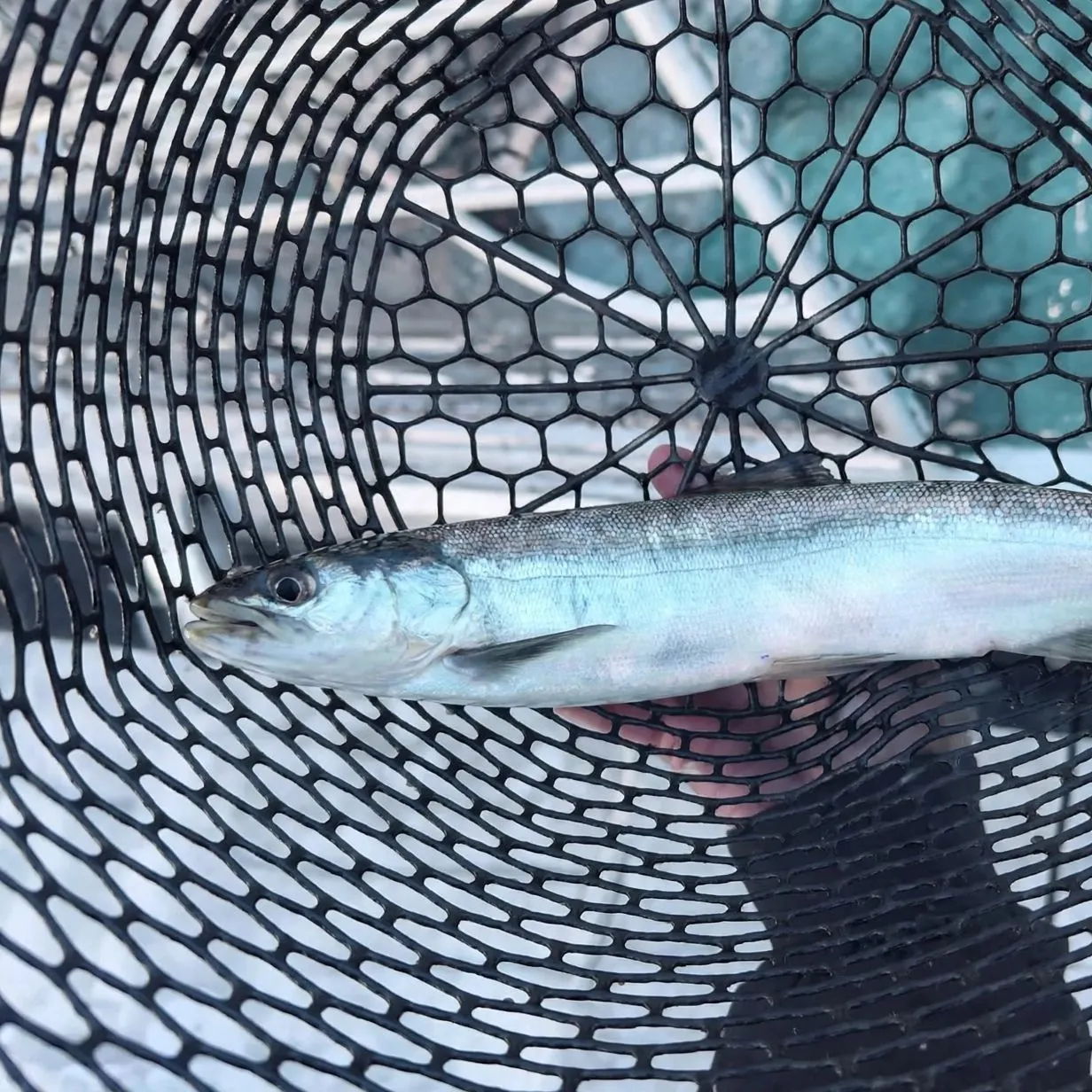 The most recent Landlocked atlantic salmon catches on Fishbrain