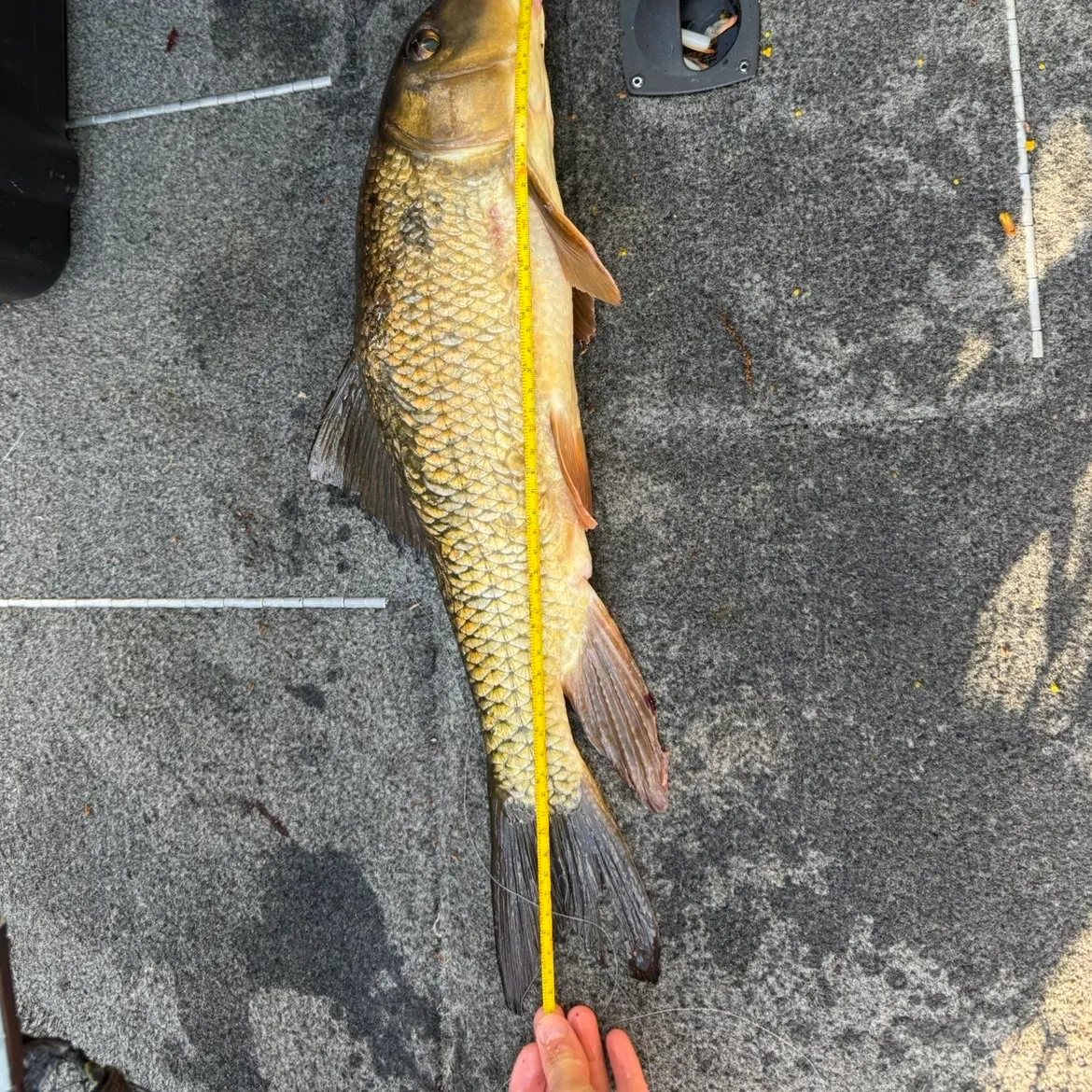 The most recent River redhorse catches on Fishbrain