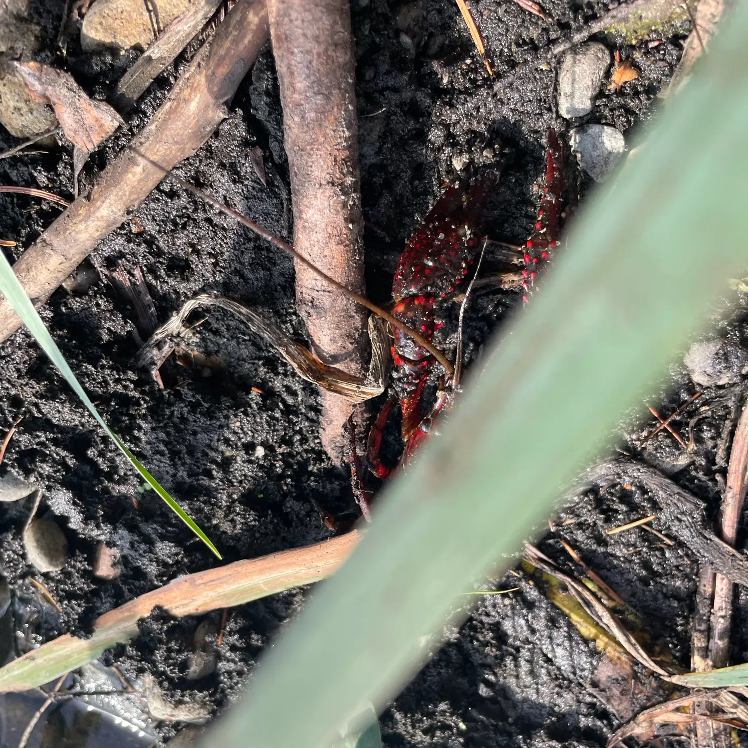 The most recent Red swamp crayfish catches on Fishbrain