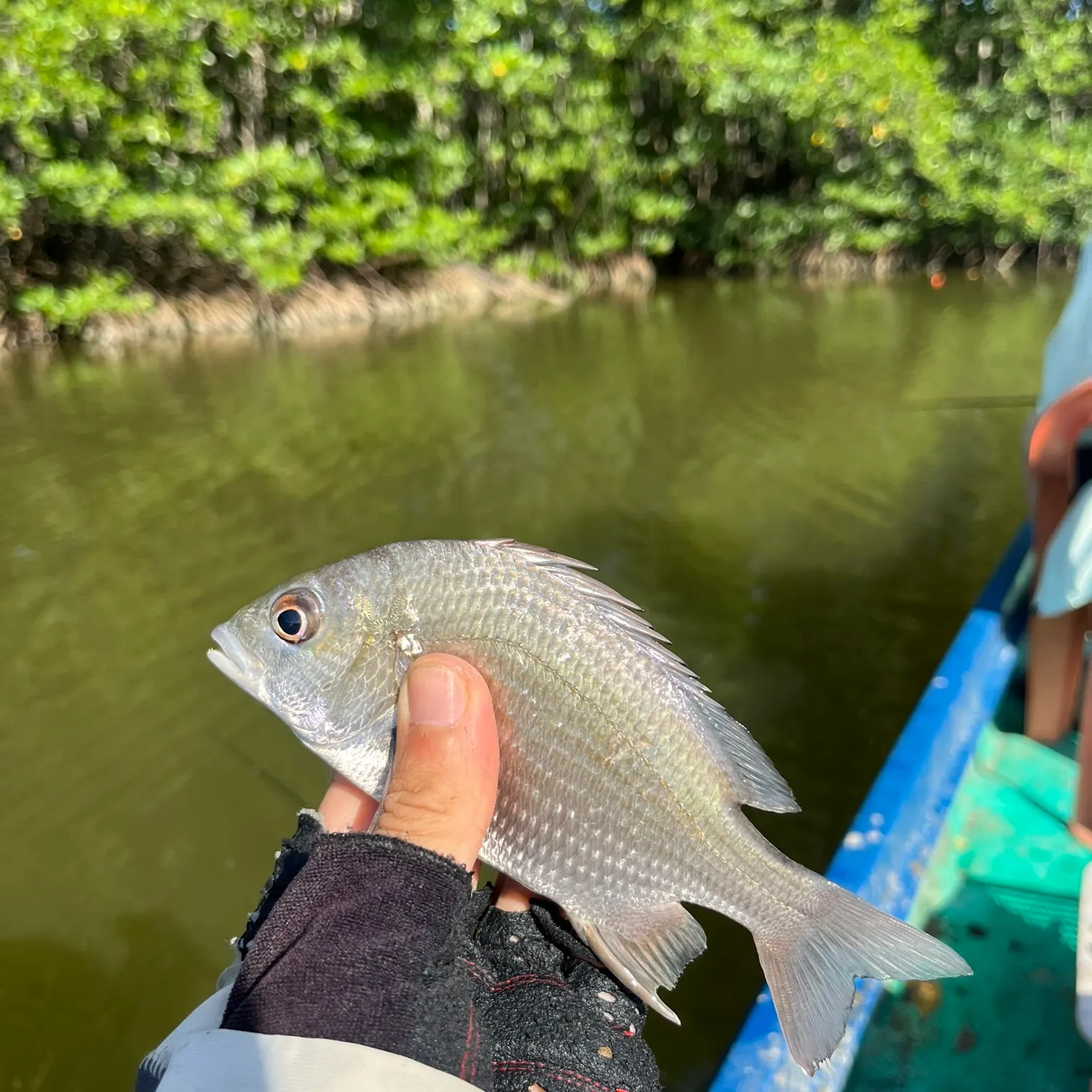 The most recent Goldlined seabream catches on Fishbrain