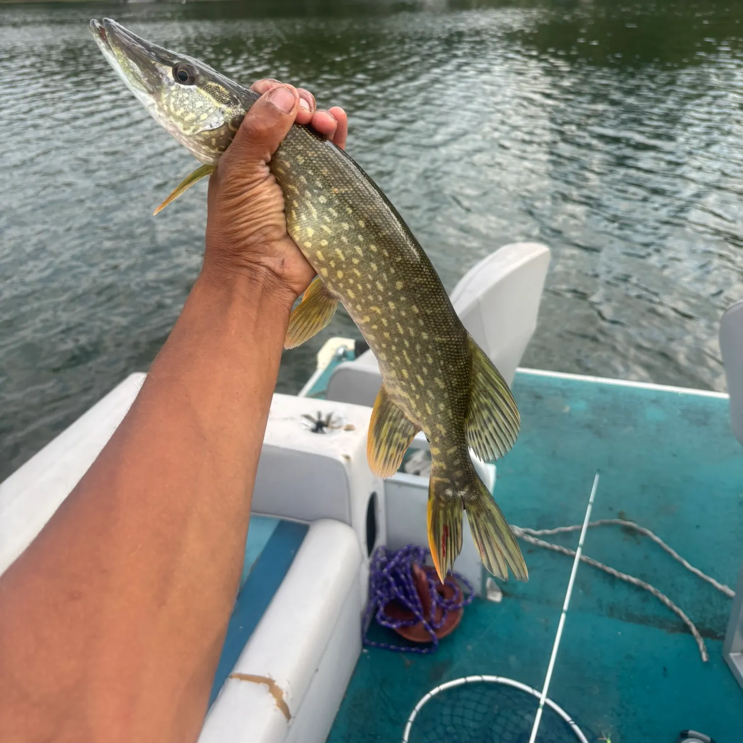 Northern pike caught on Fishbrain