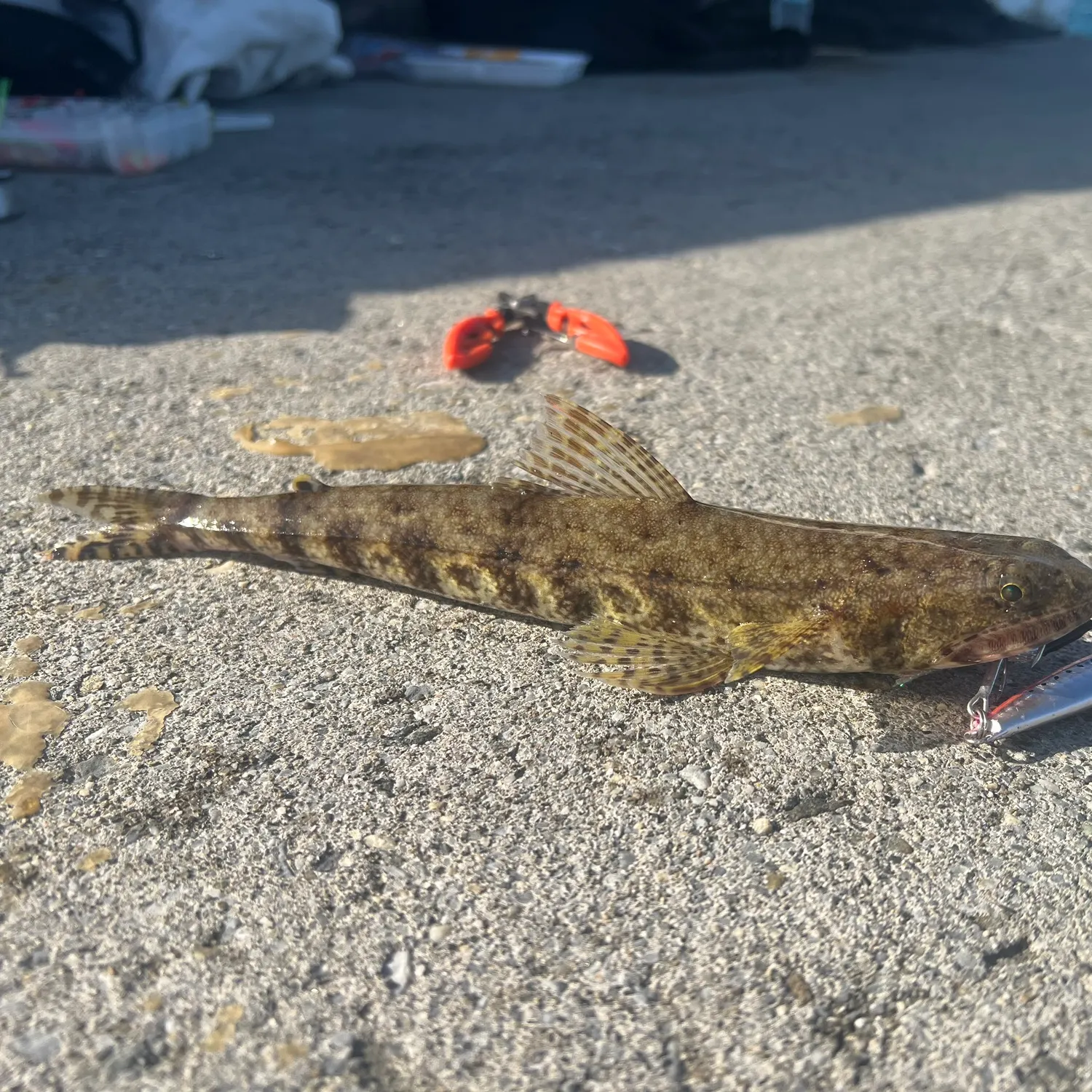The most recent Variegated lizardfish catches on Fishbrain