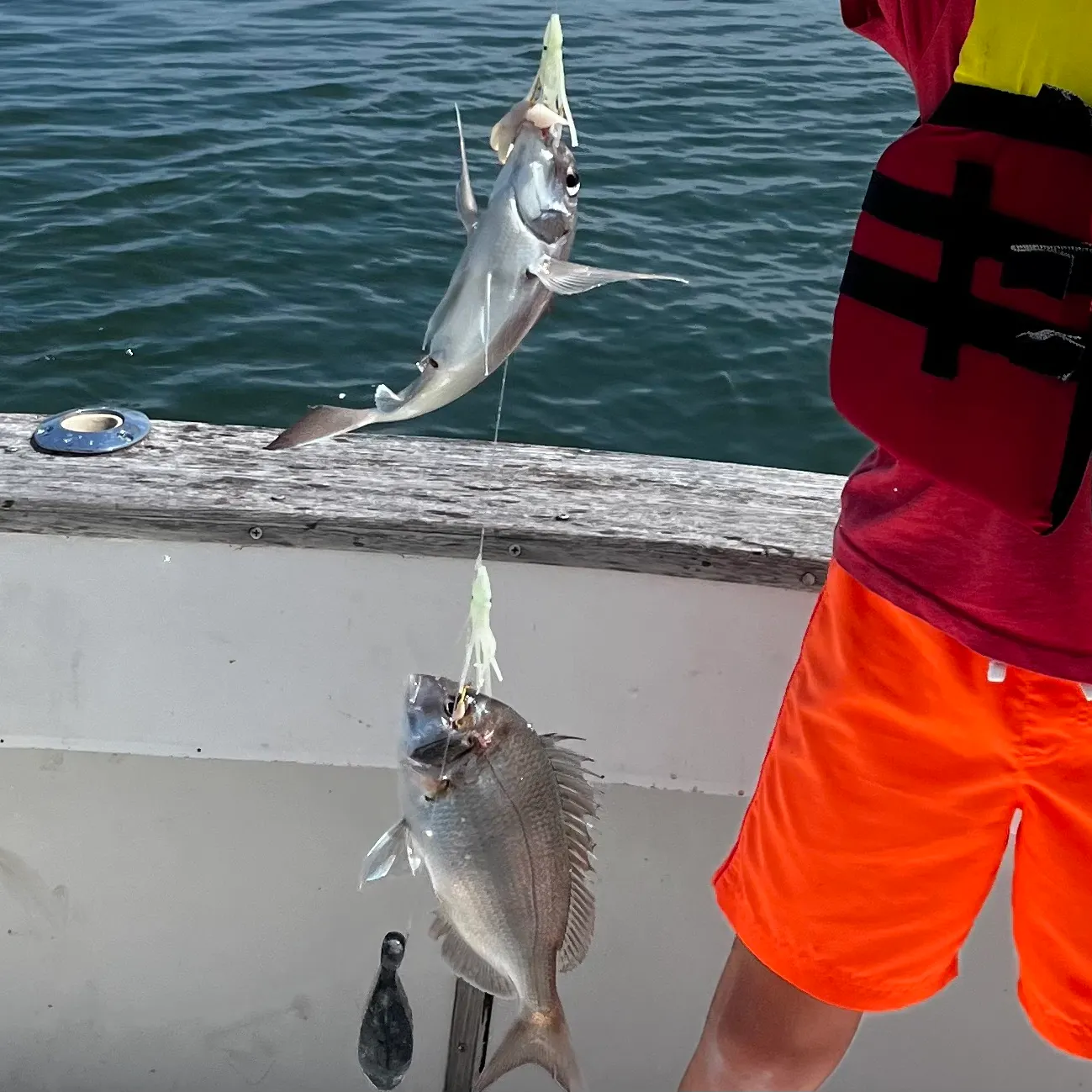 The most recent Littlehead Porgy catches on Fishbrain