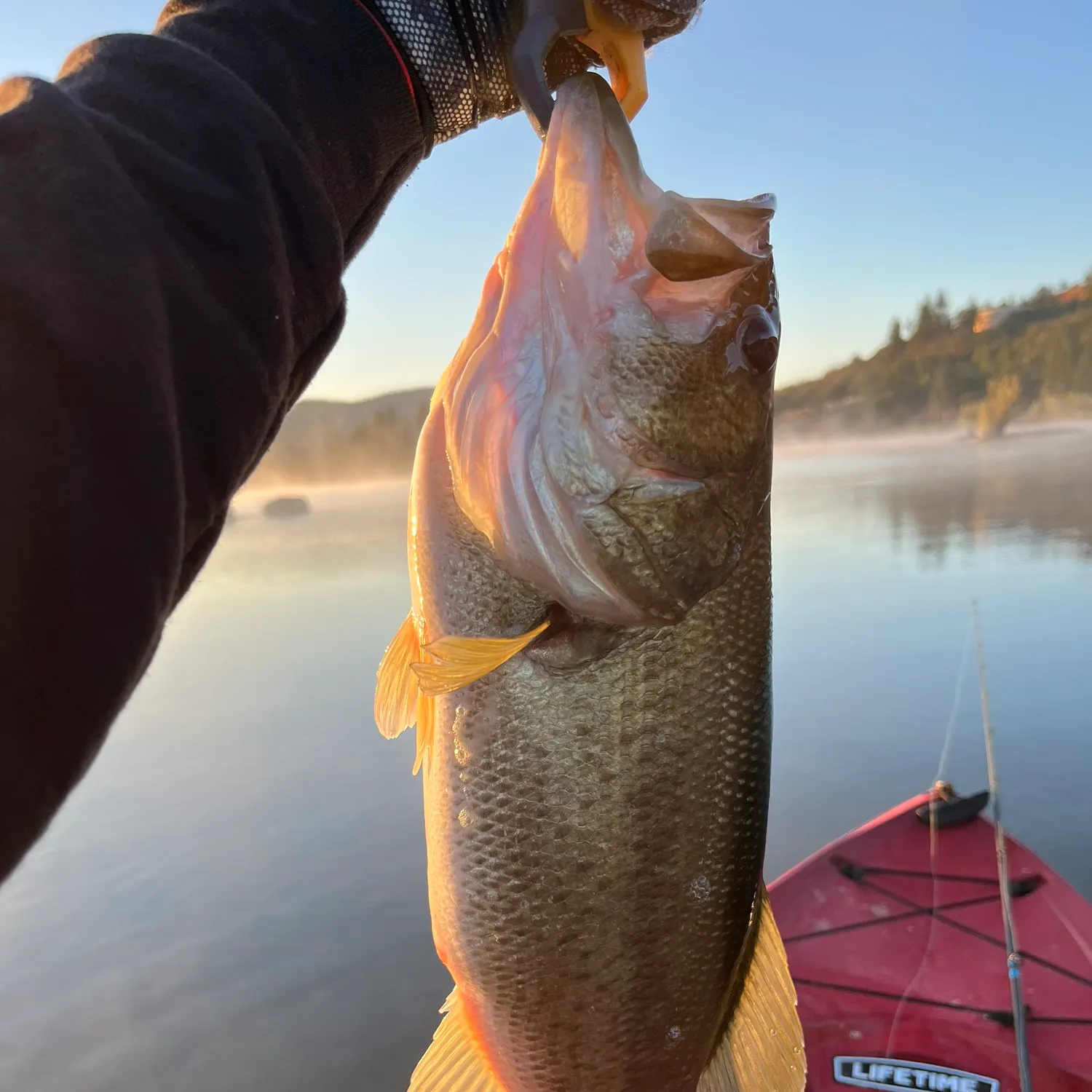 Largemouth bass caught on Fishbrain