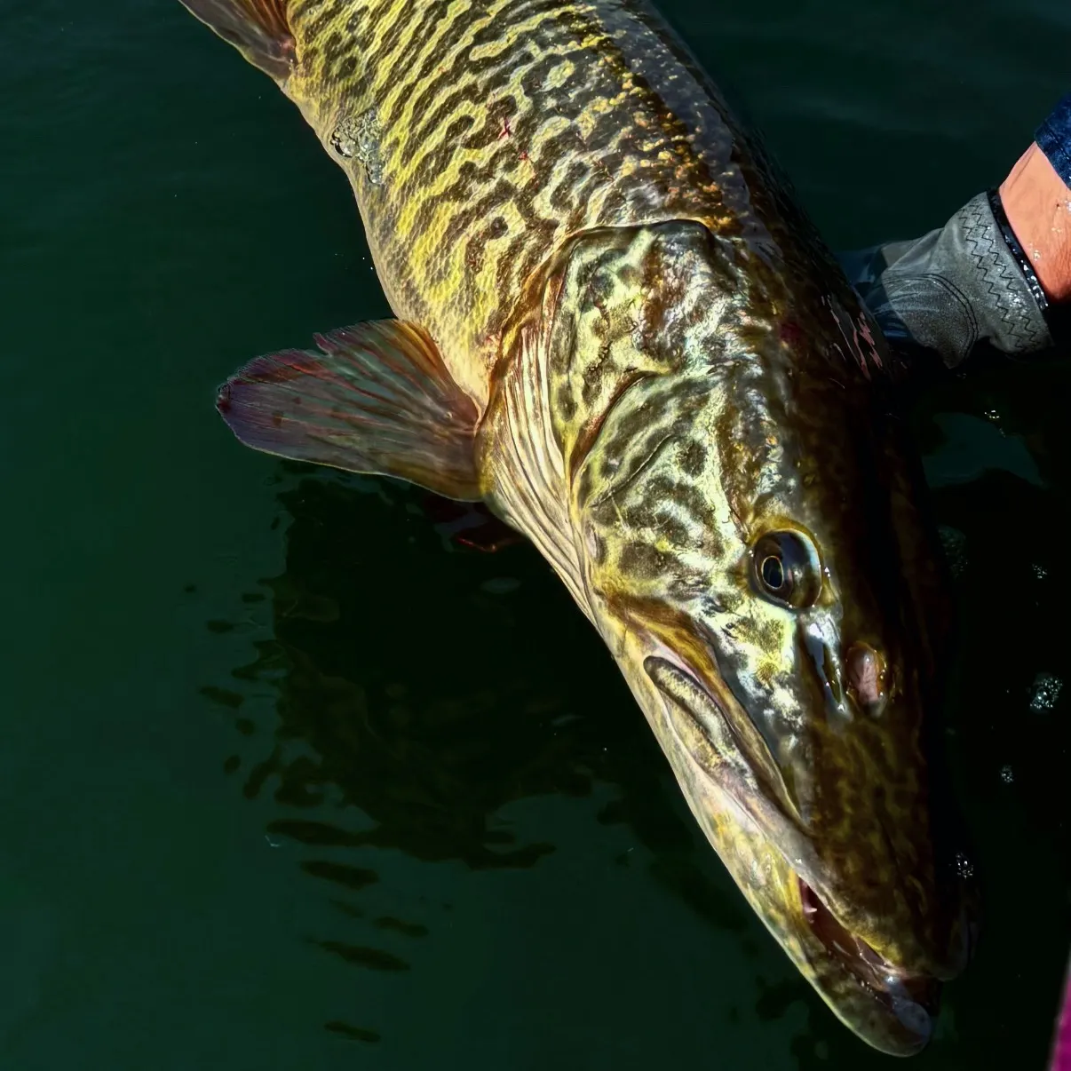 Tiger muskie caught on Fishbrain