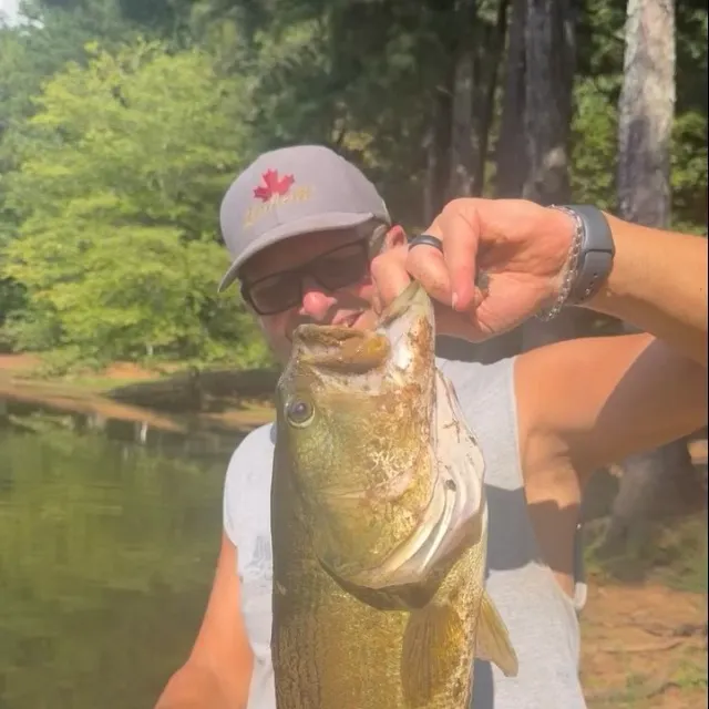 Largemouth bass caught on Fishbrain
