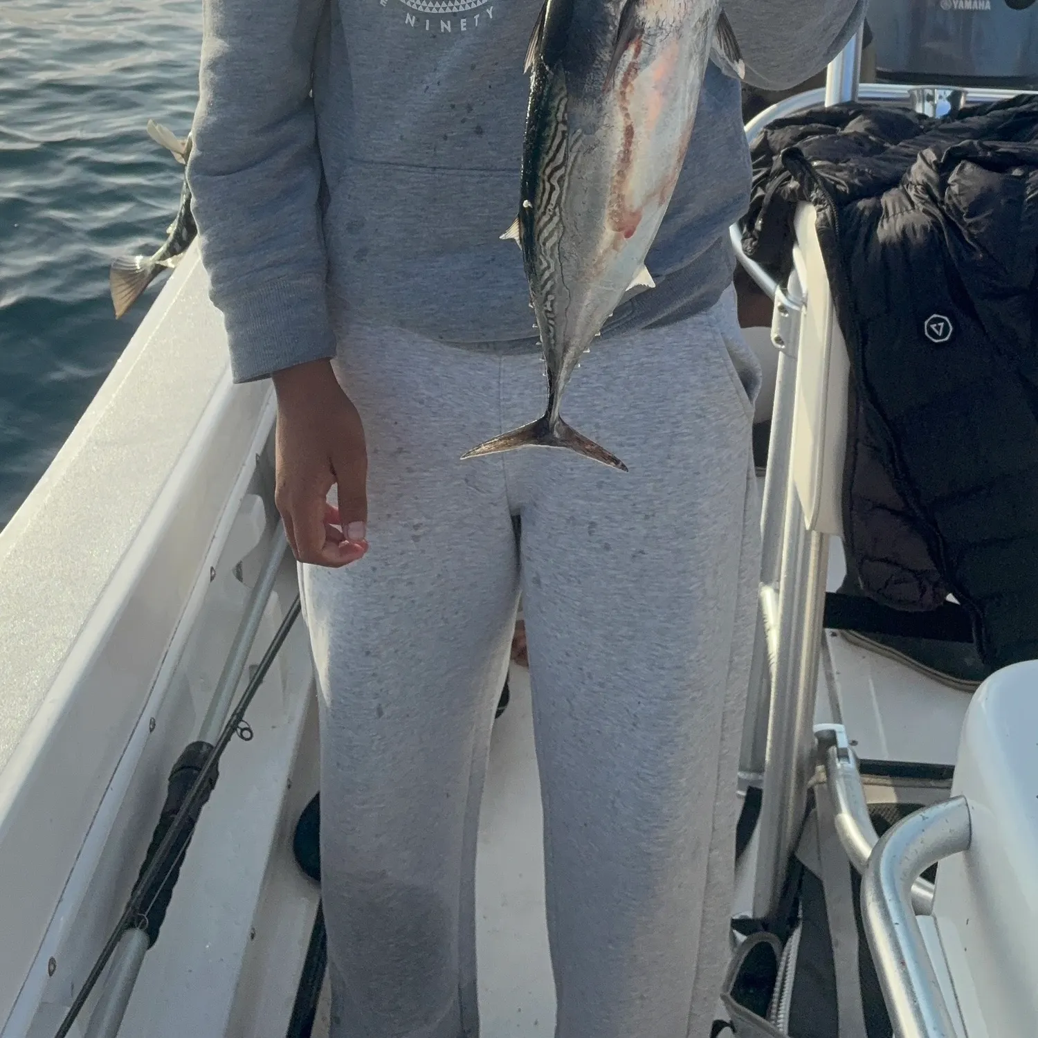 Bullet tuna caught on Fishbrain