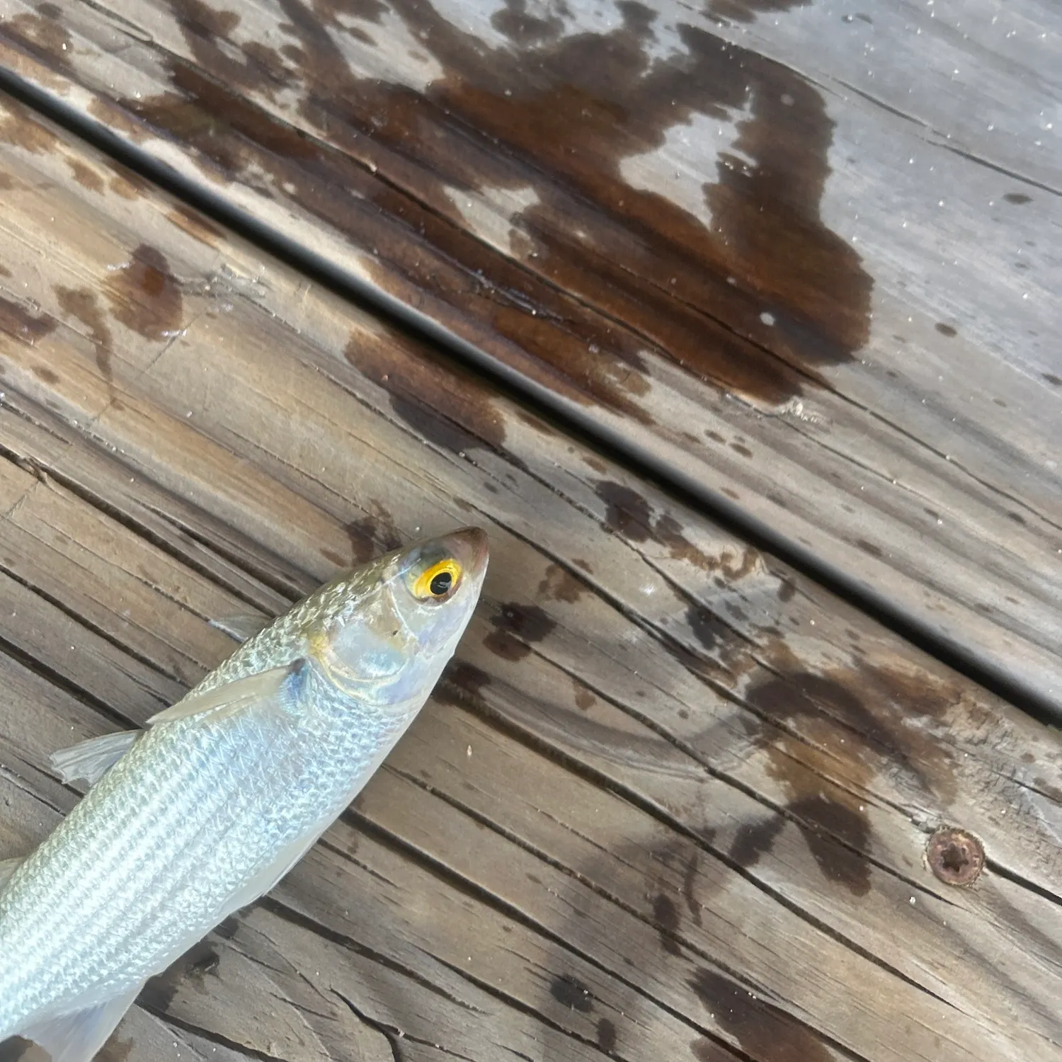 Yellow-eye mullet caught on Fishbrain