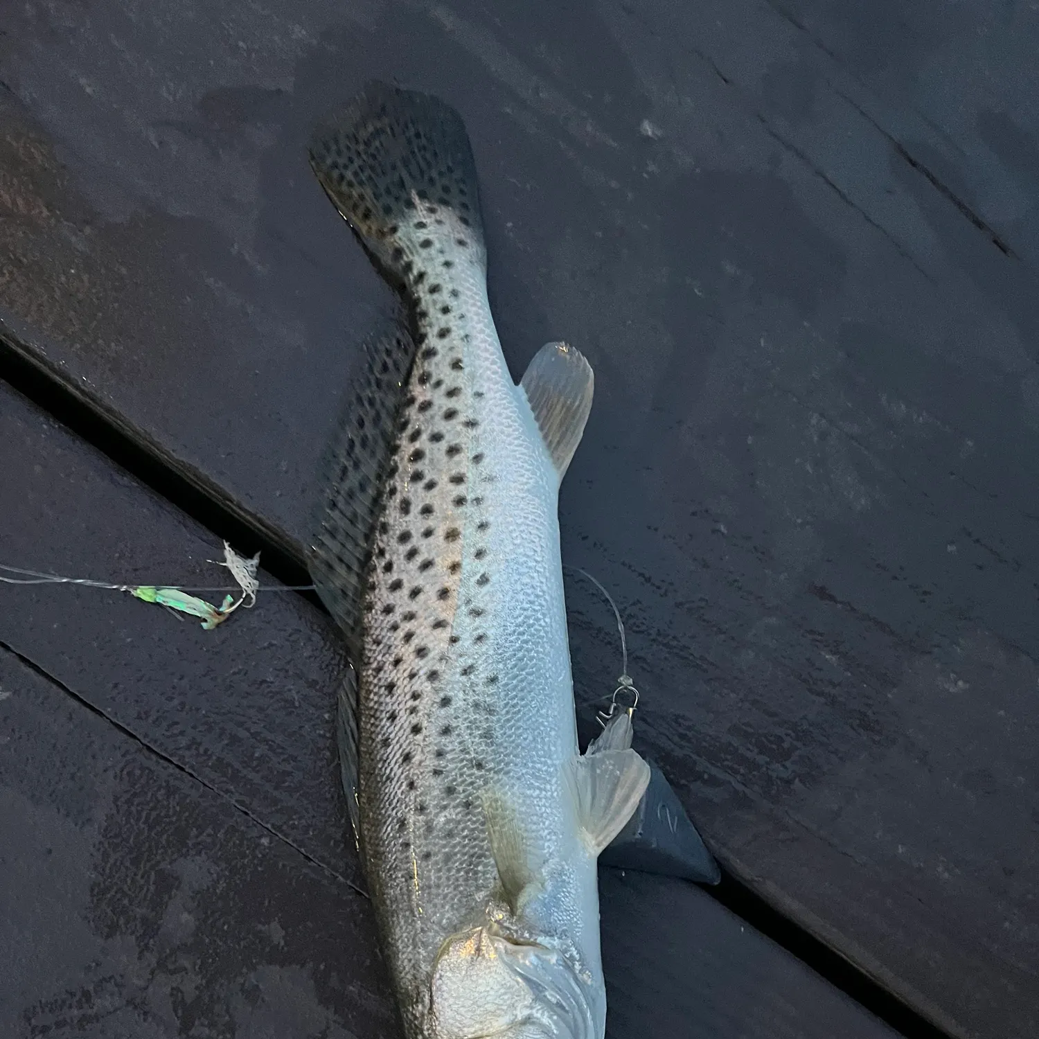 Spotted seatrout caught on Fishbrain