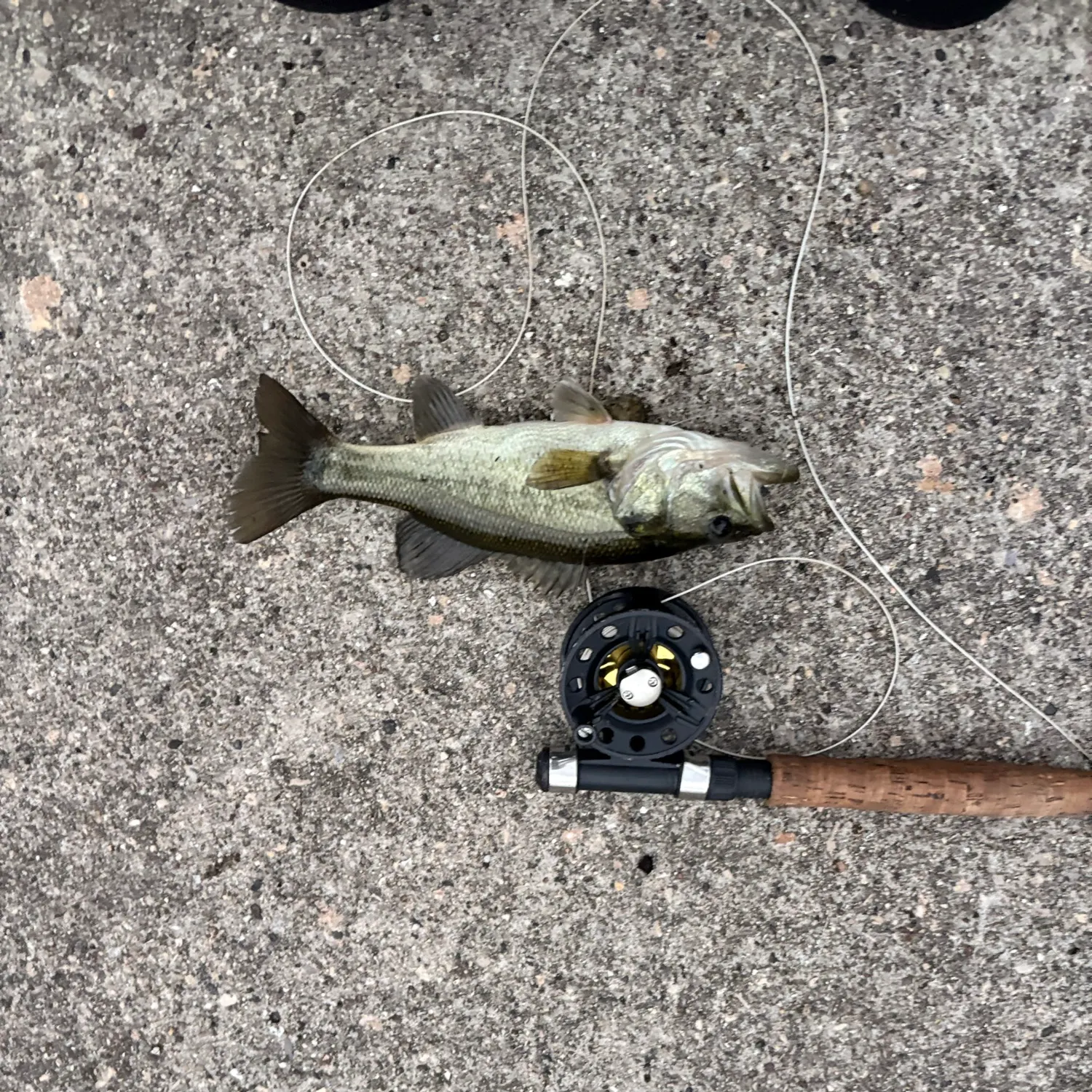 Largemouth bass caught on Fishbrain