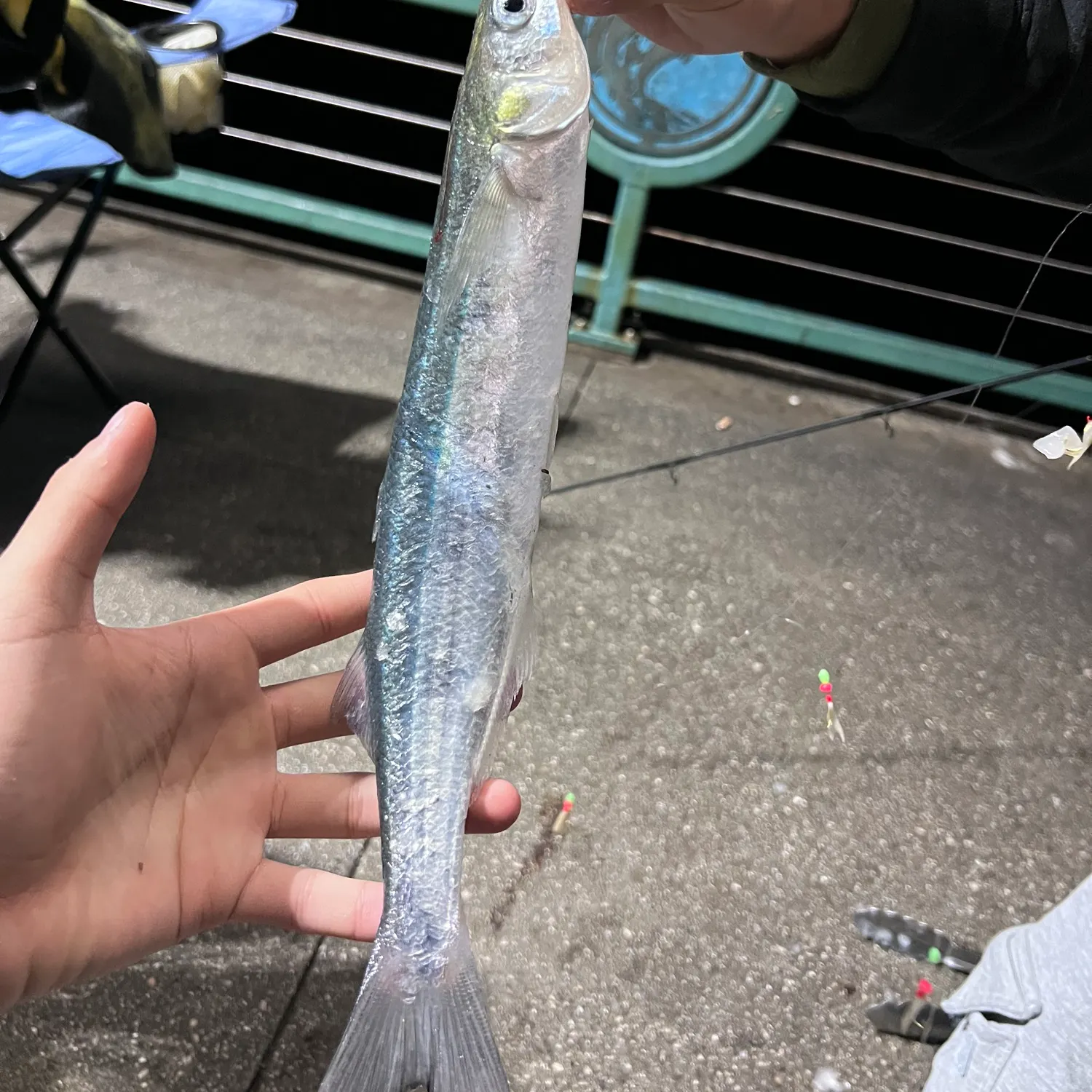 The most recent Surf smelt catches on Fishbrain