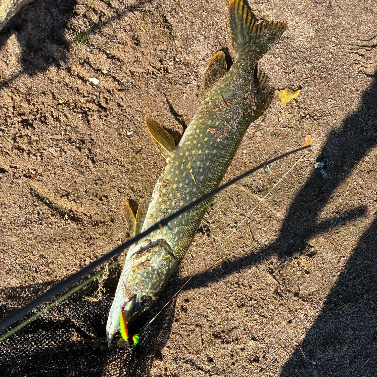 Northern pike caught on Fishbrain