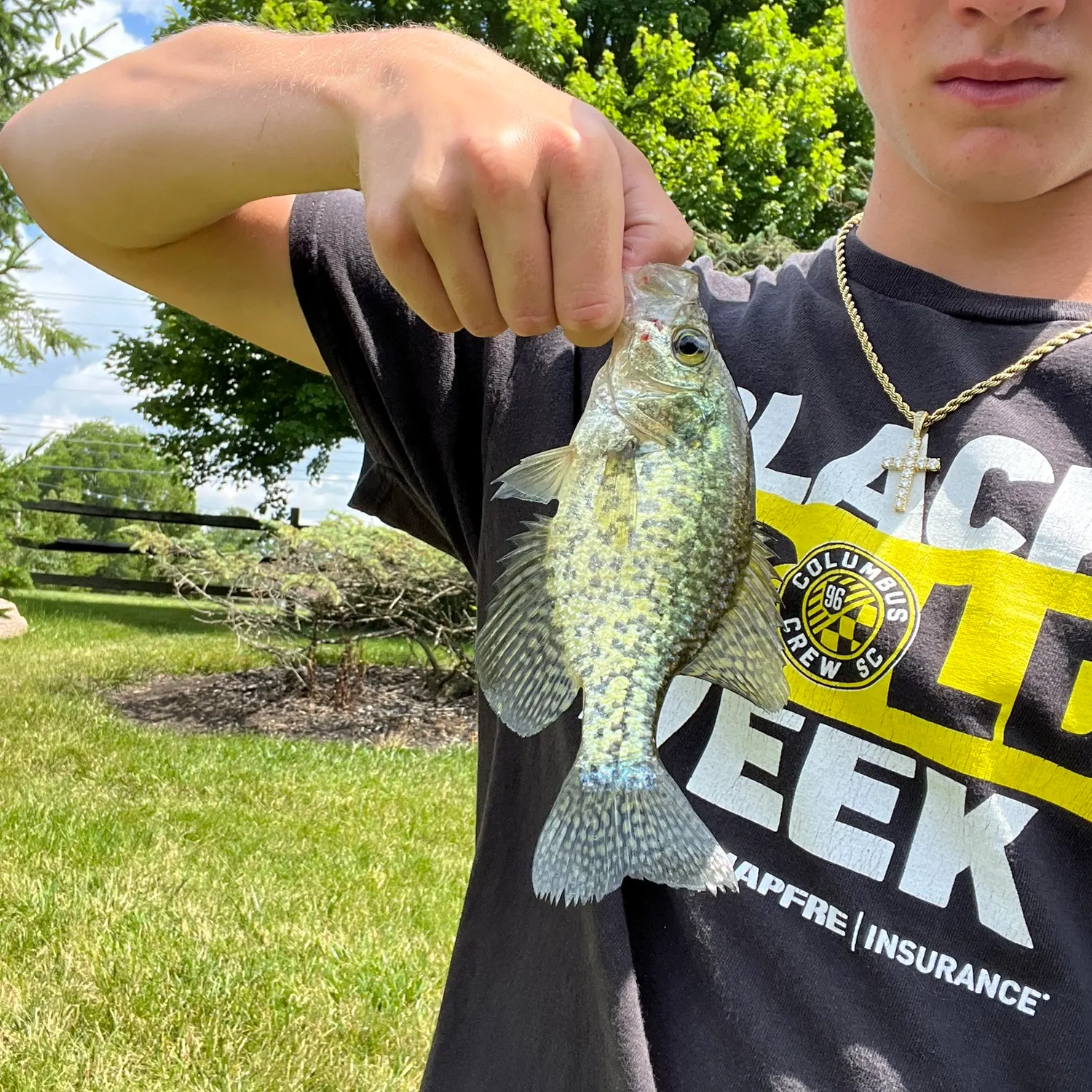 Black crappie caught on Fishbrain