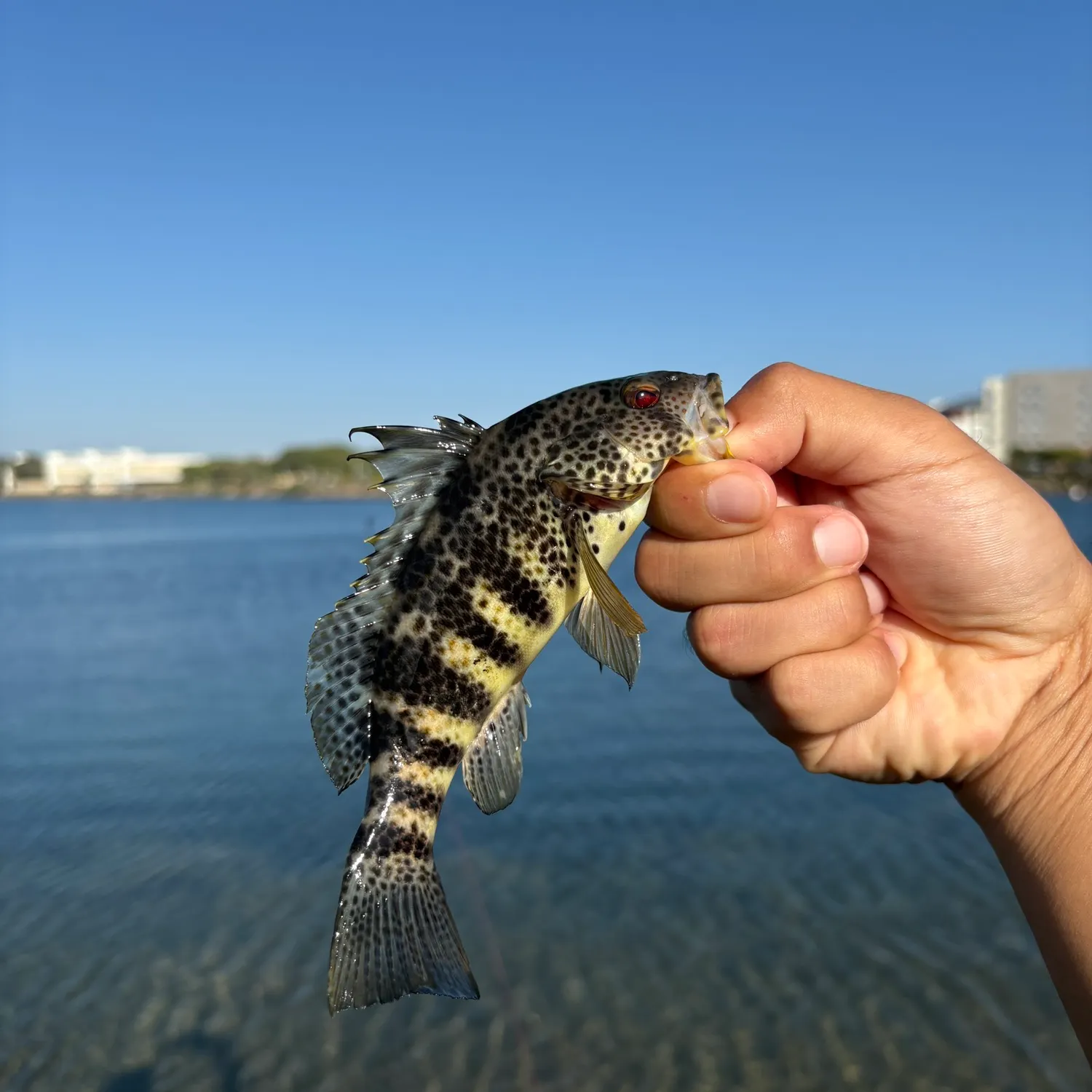 Spotted sand bass caught on Fishbrain