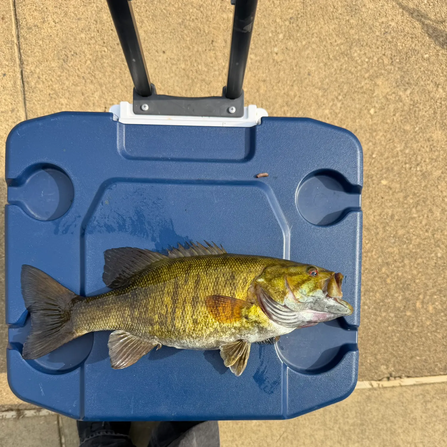 Smallmouth bass caught on Fishbrain