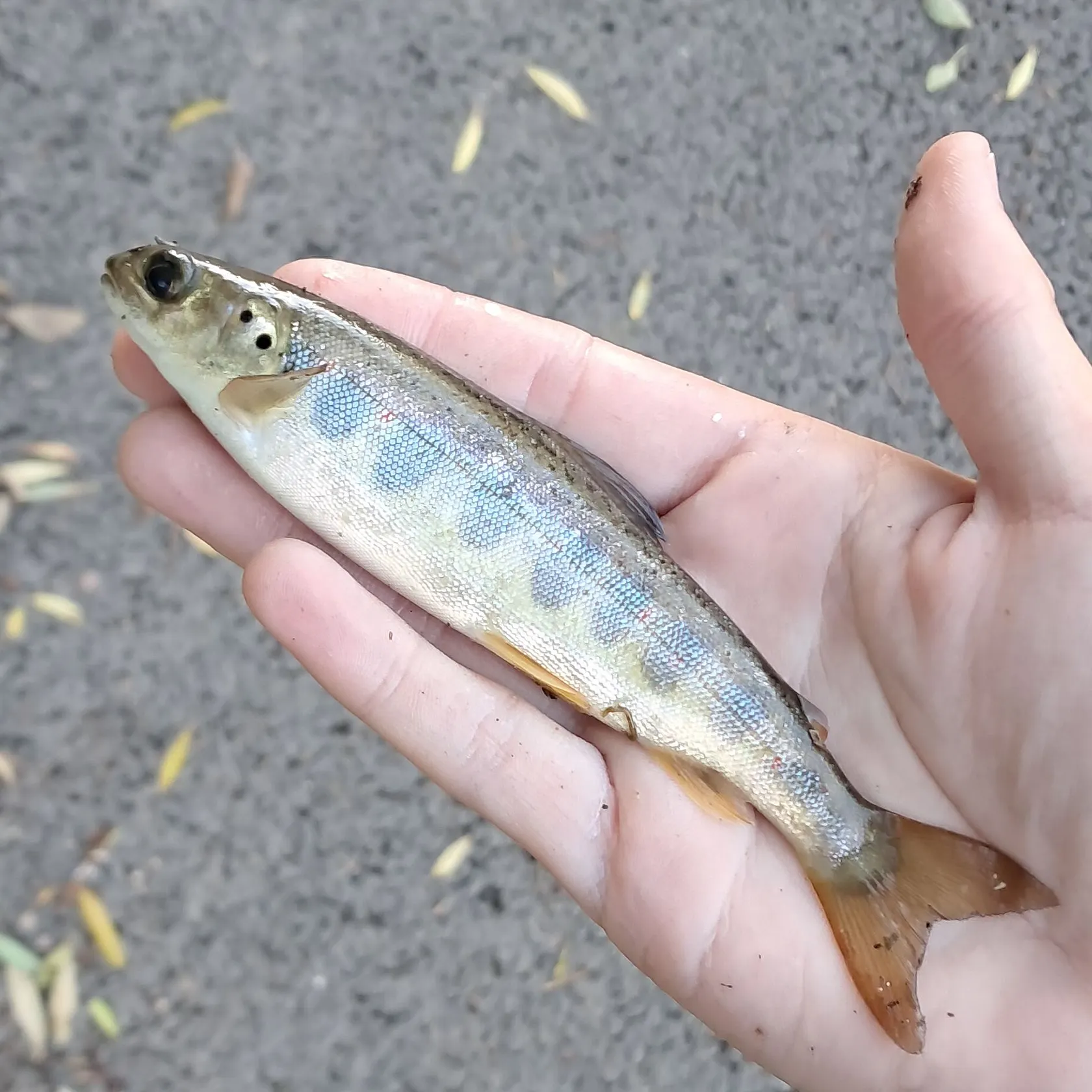 Atlantic salmon caught on Fishbrain