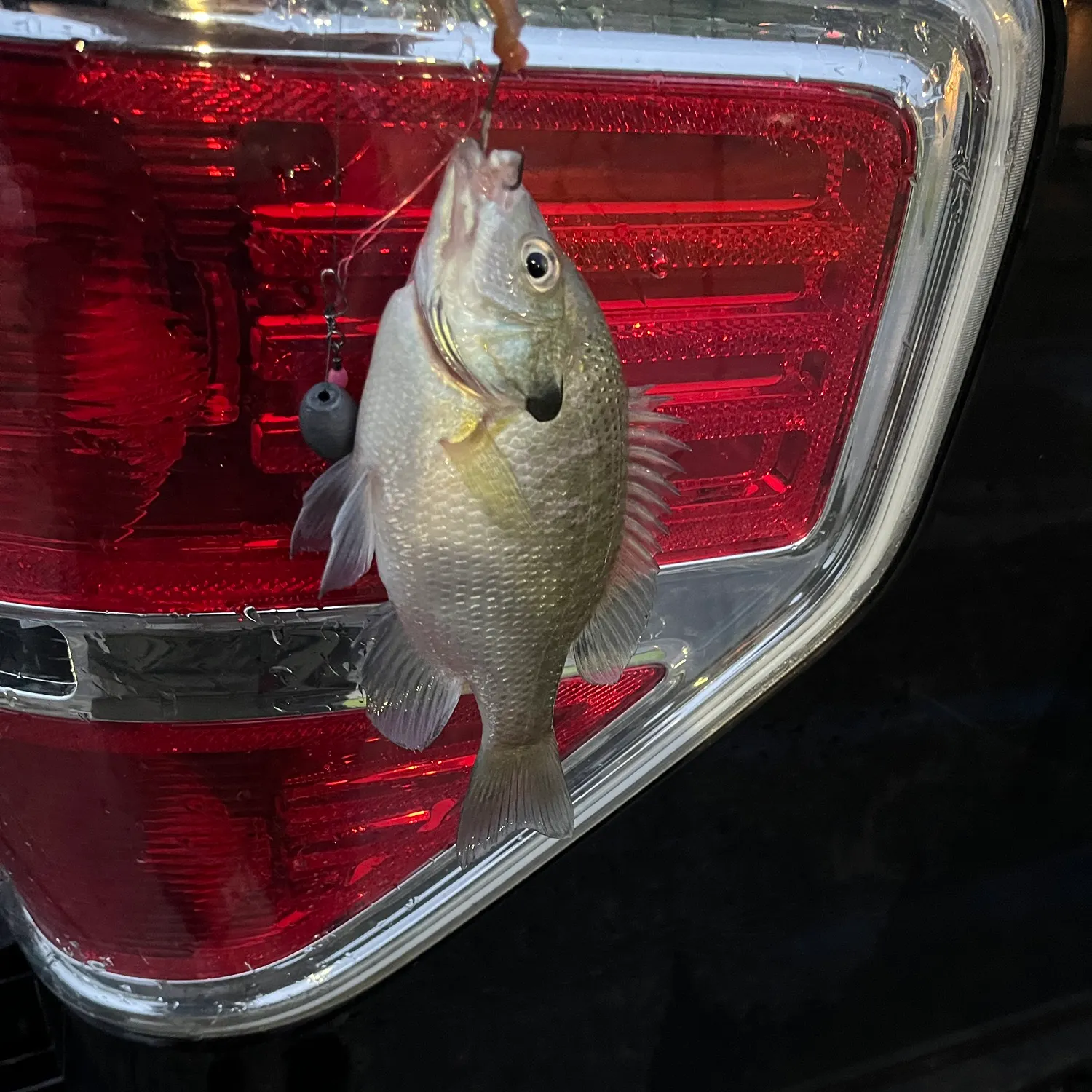 Bluegill caught on Fishbrain