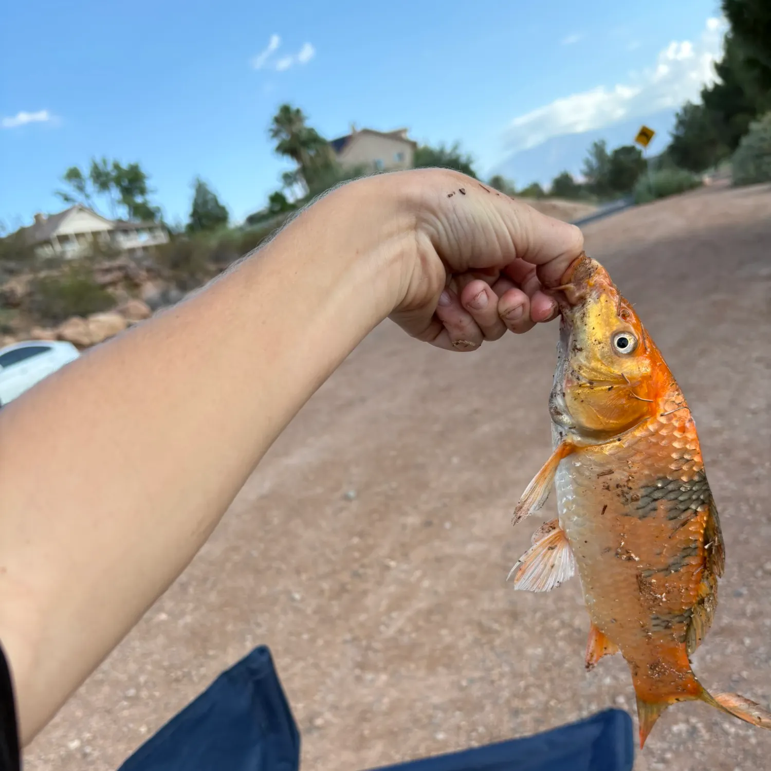 Koi carp caught on Fishbrain